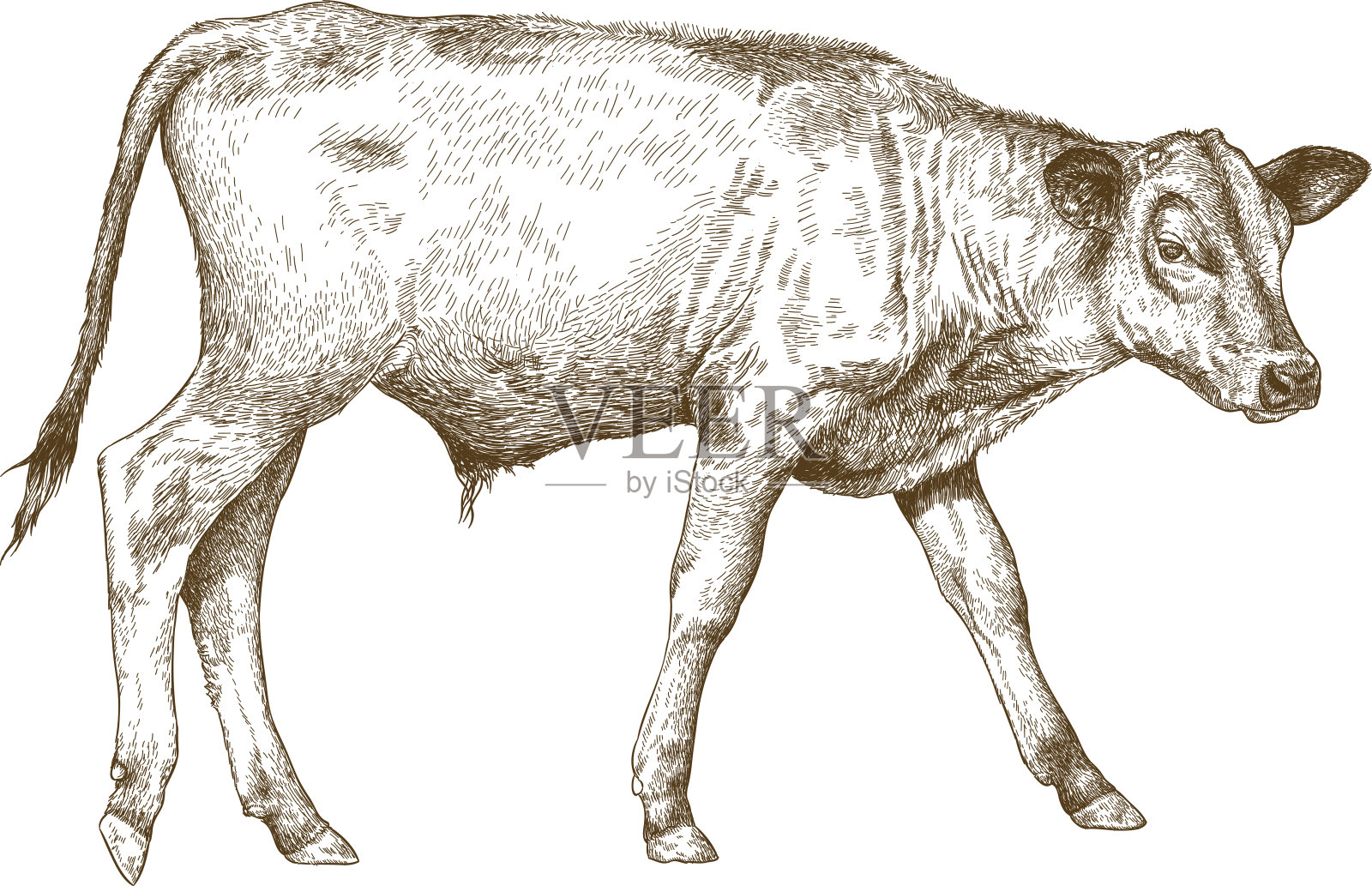牛犊雕刻插图设计元素图片