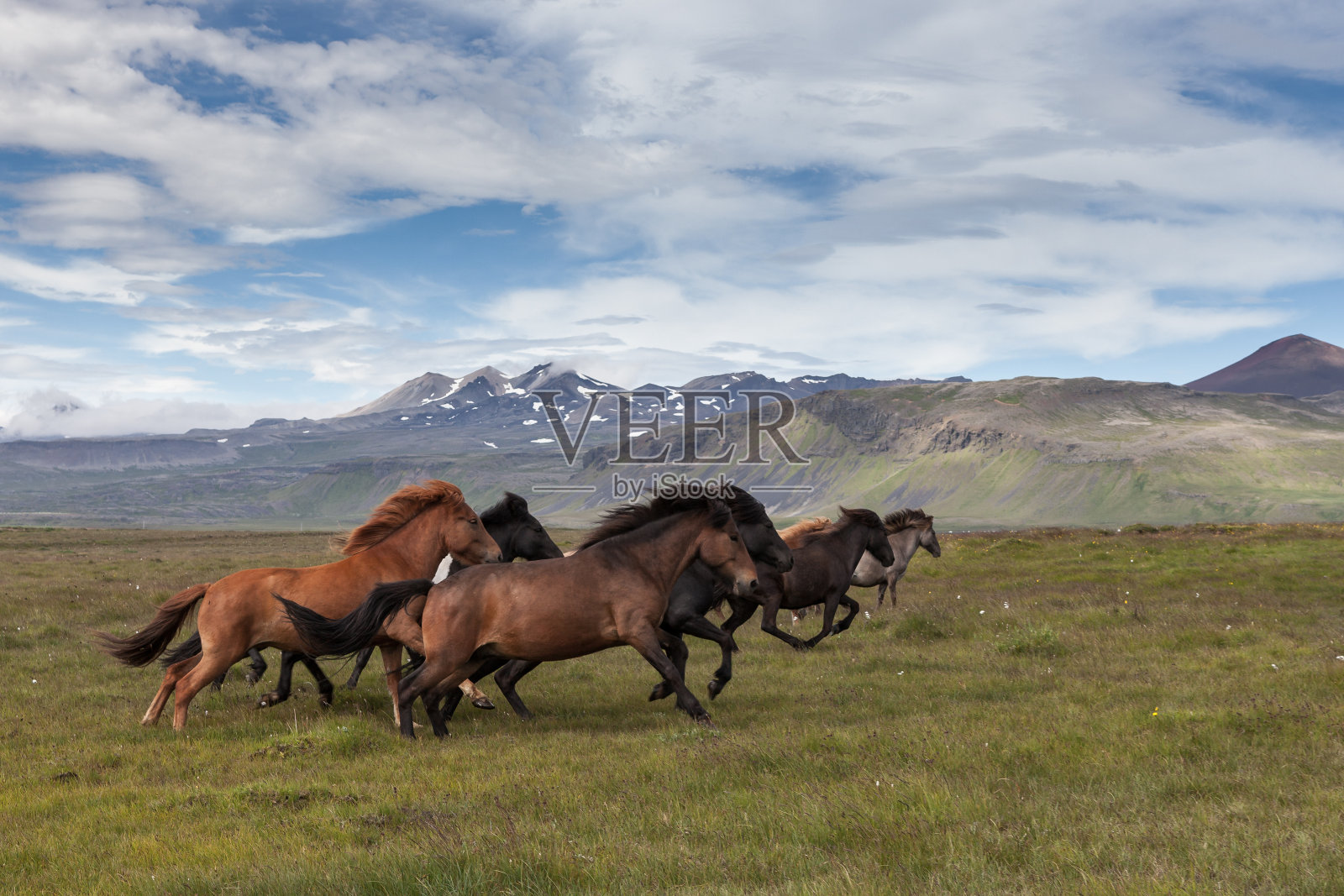 一群美丽的冰岛马棕色和黑色照片摄影图片