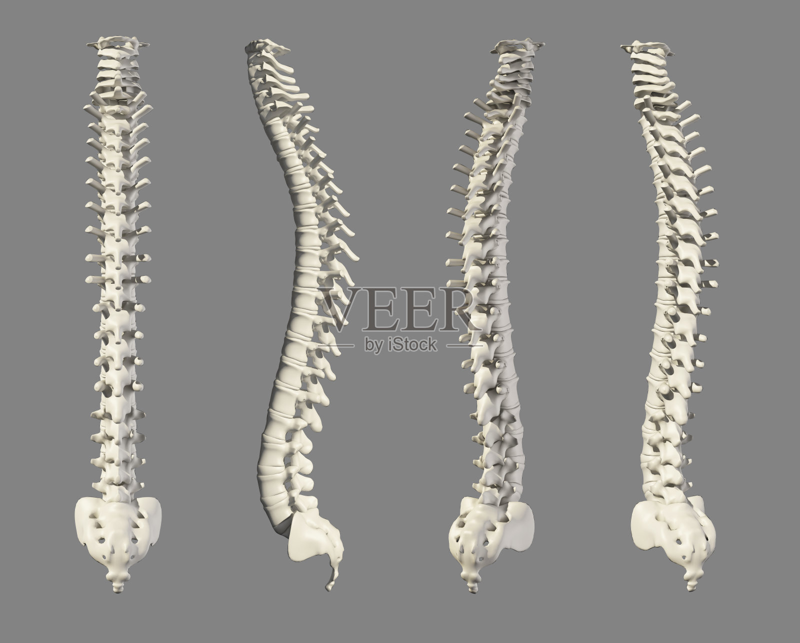 脊柱的3D插图，医学概念。照片摄影图片
