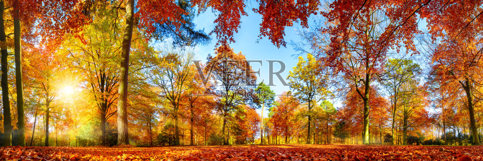 秋天五颜六色的森林全景照片摄影图片