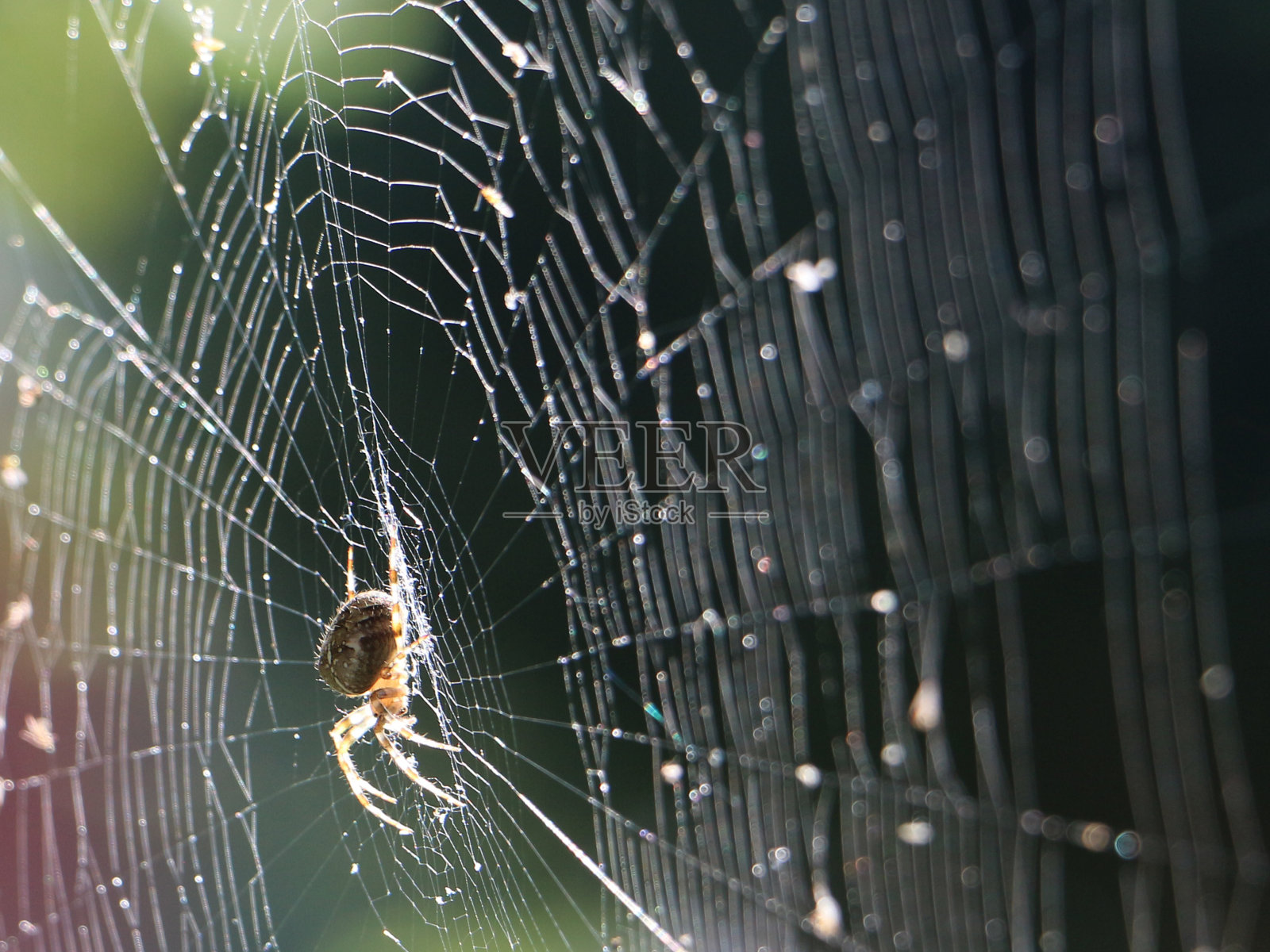阳光下蜘蛛网上的蜘蛛照片摄影图片