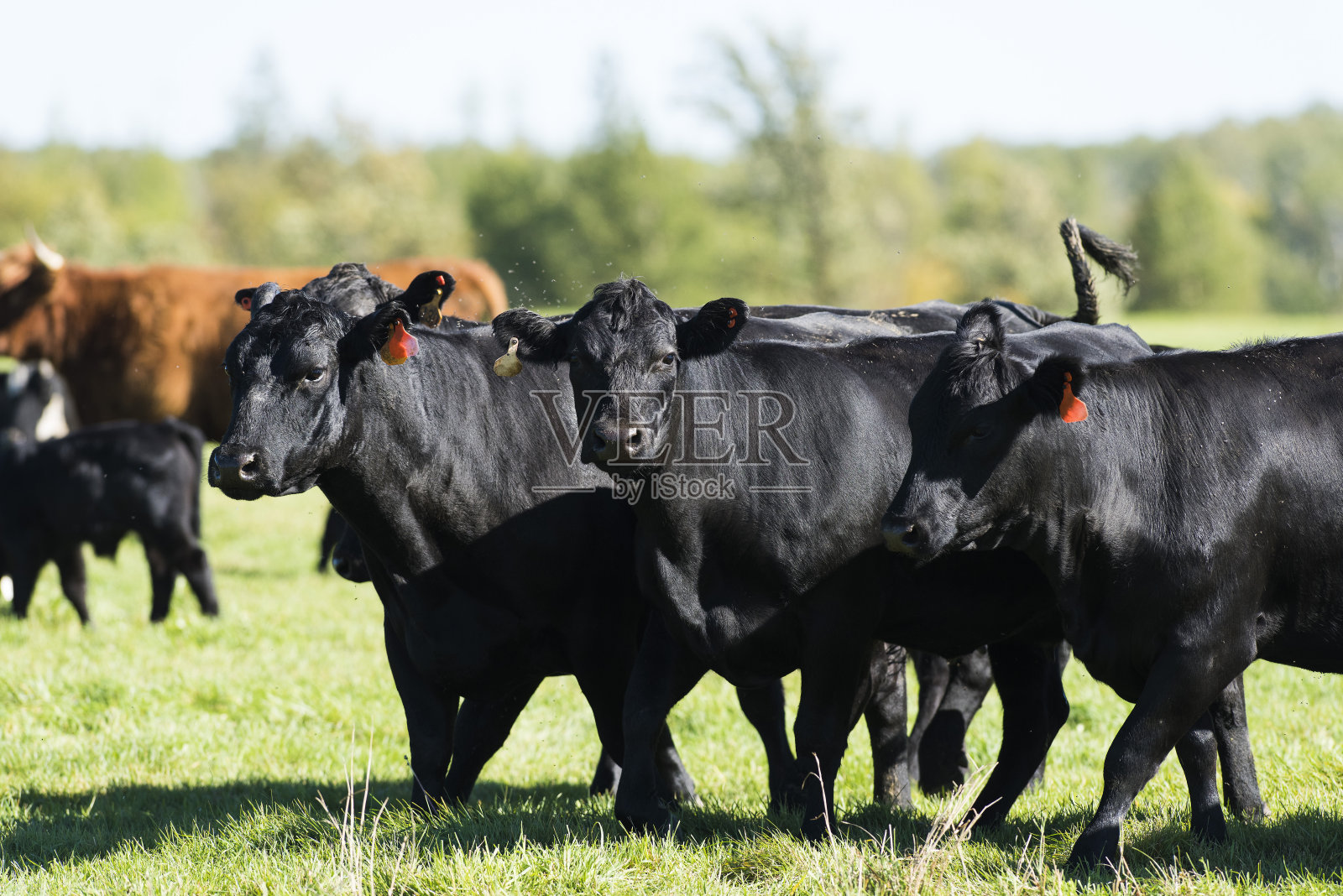 黑安格斯肉牛照片摄影图片
