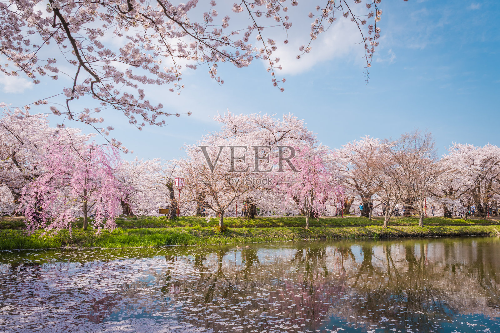 日本青森县广崎城的春天樱花盛开照片摄影图片