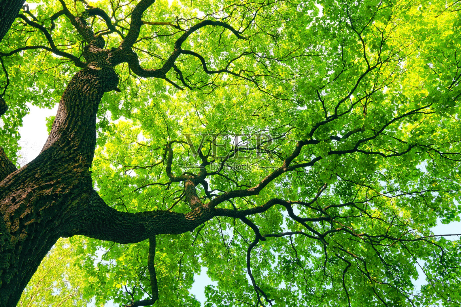 长着绿叶的大树照片摄影图片