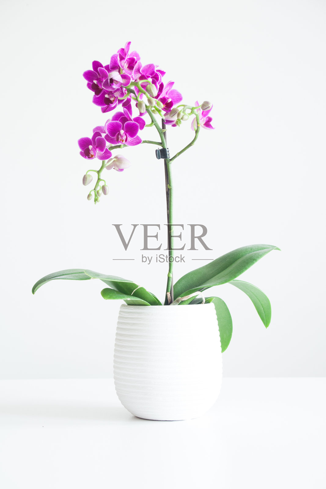 白色背景上的紫色兰花照片摄影图片
