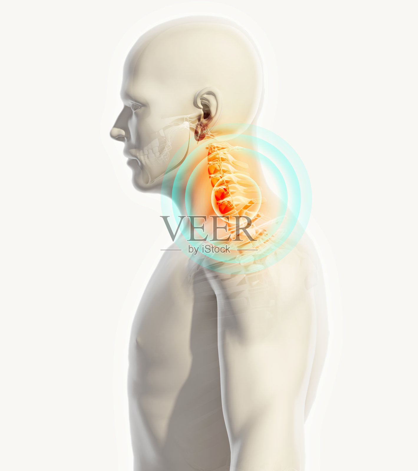 颈部疼痛-颈椎骨骼x光，3D插图。照片摄影图片