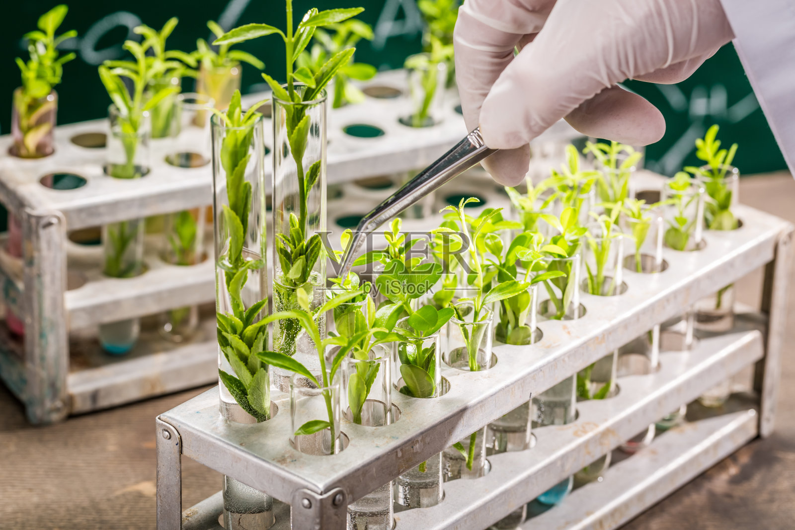 探索植物育种新方法的大学实验室照片摄影图片