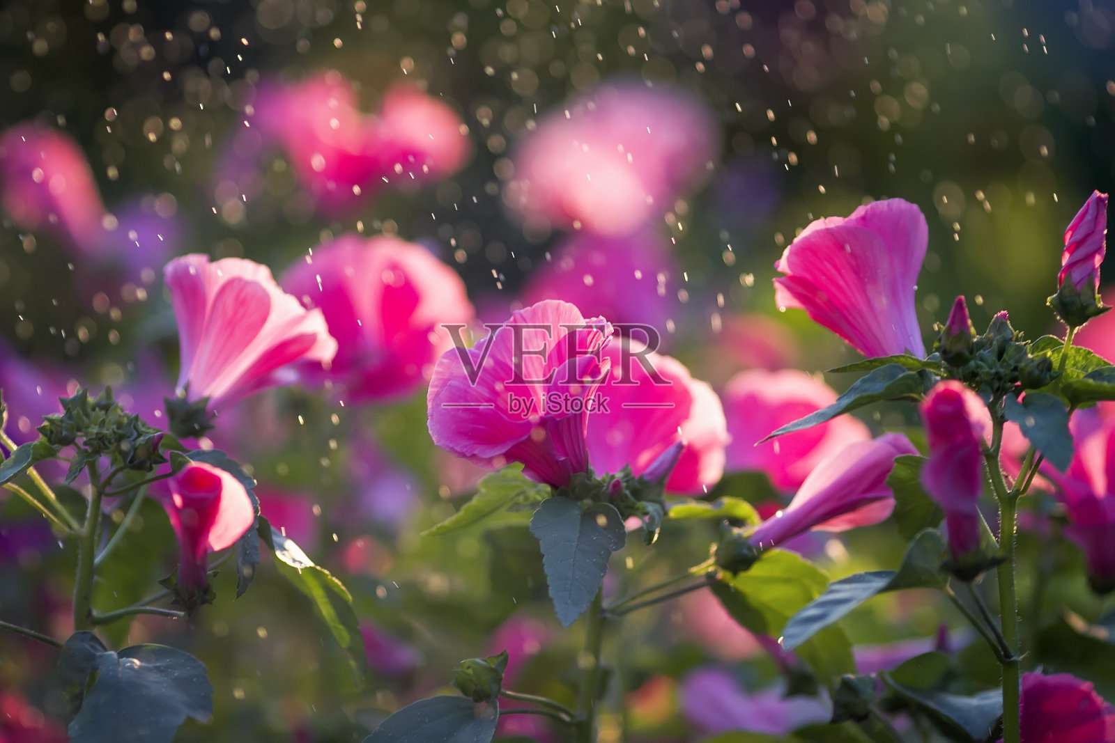 美丽的粉红色花朵照片摄影图片
