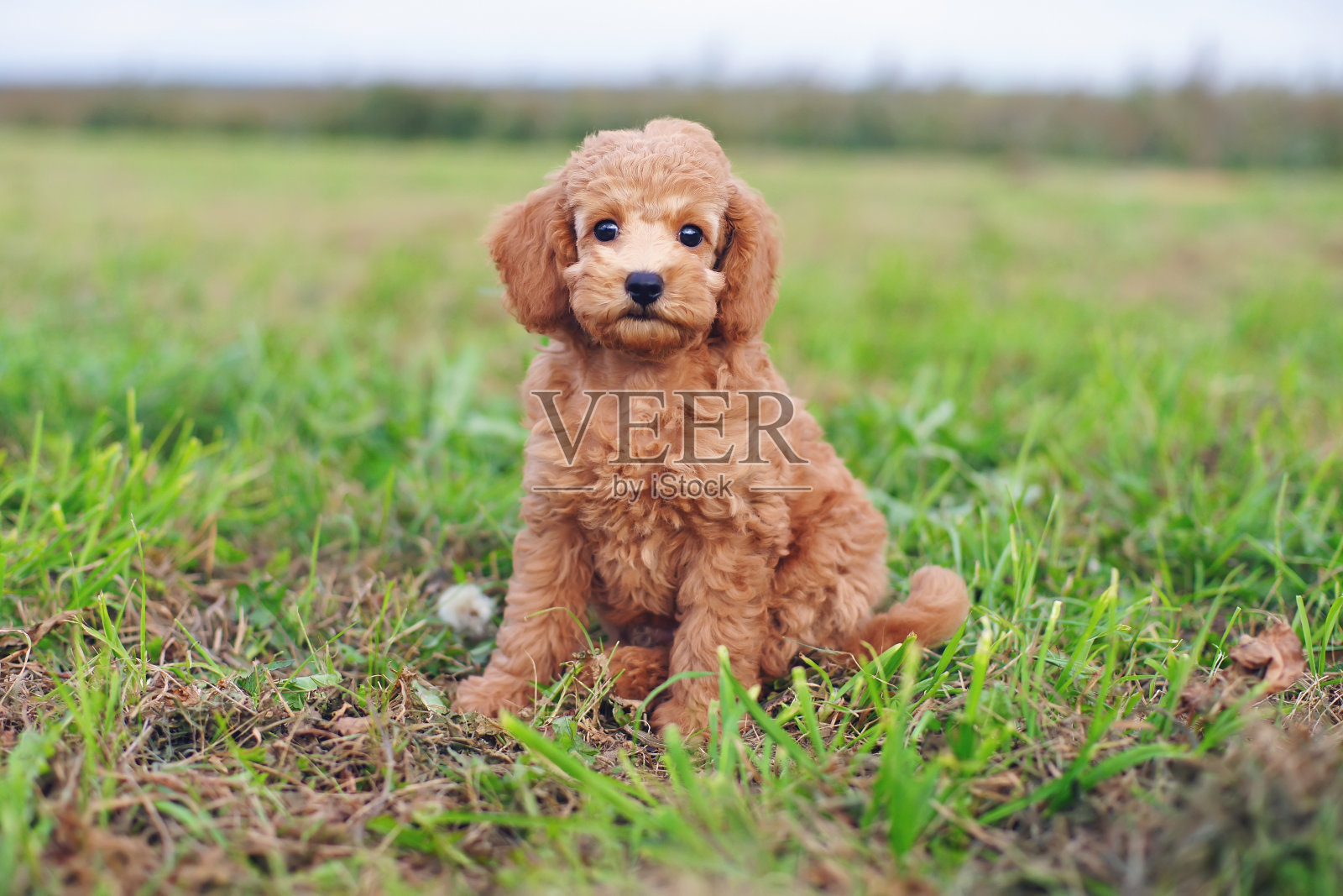 可爱的红色玩具狮子狗狗坐在户外的绿色草地上照片摄影图片