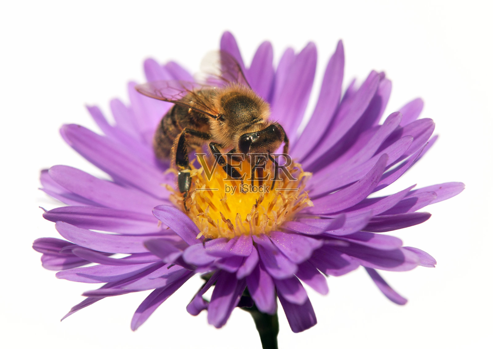 拉丁语Apis Mellifera中的蜜蜂或蜜蜂的详细资料照片摄影图片
