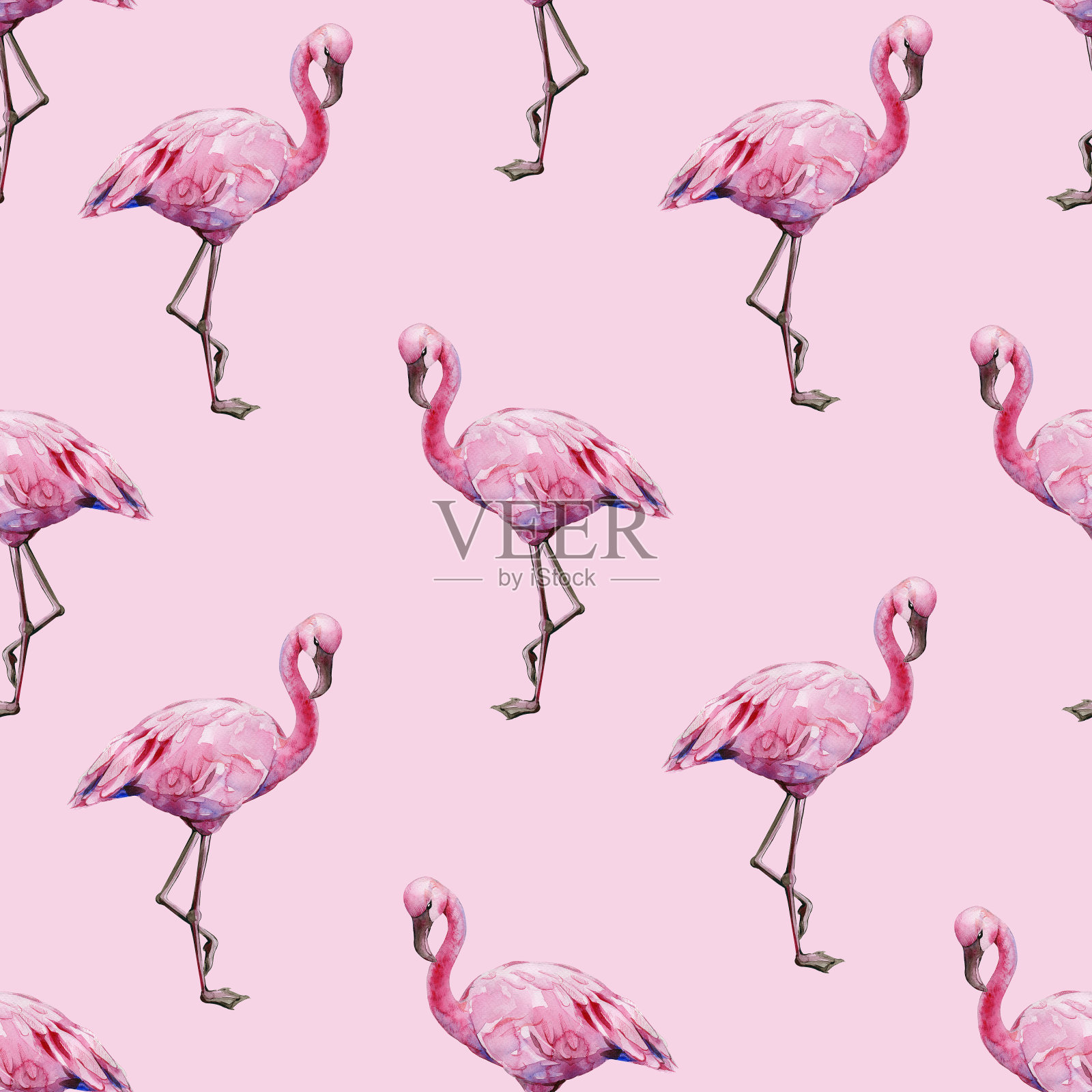 无缝水彩热带粉红色火烈鸟的插图。插画图片素材