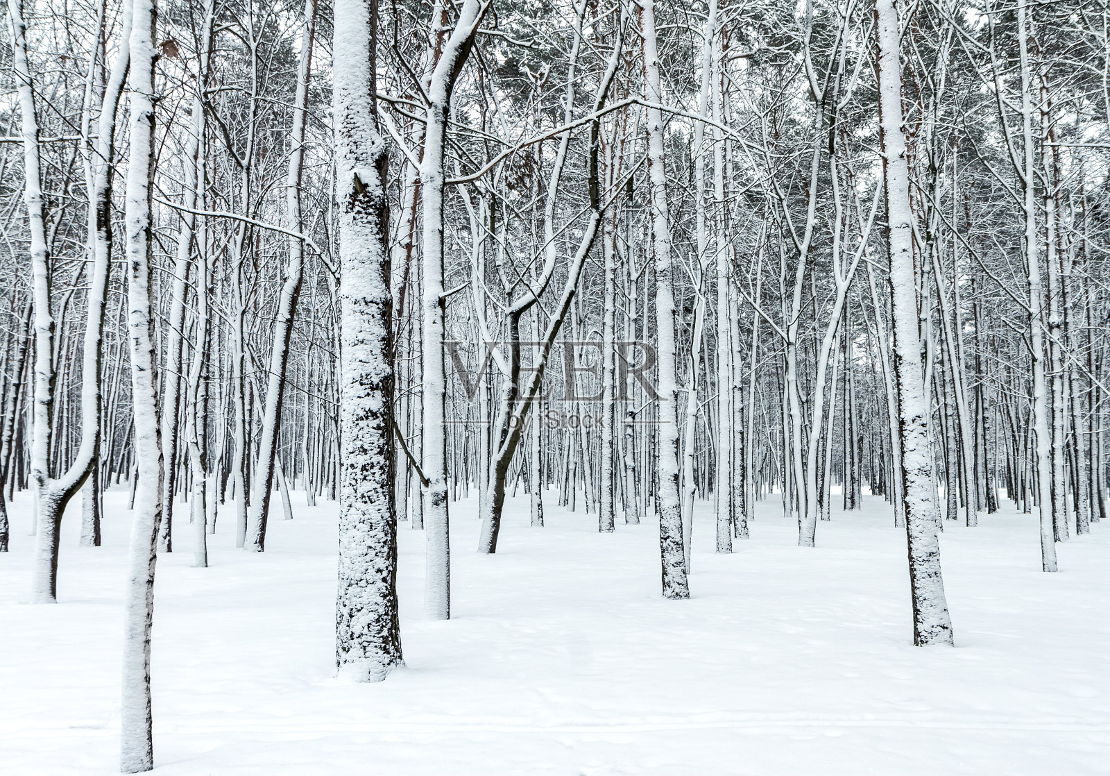 美丽的冬季森林景色，光秃秃的树木被雪覆盖照片摄影图片