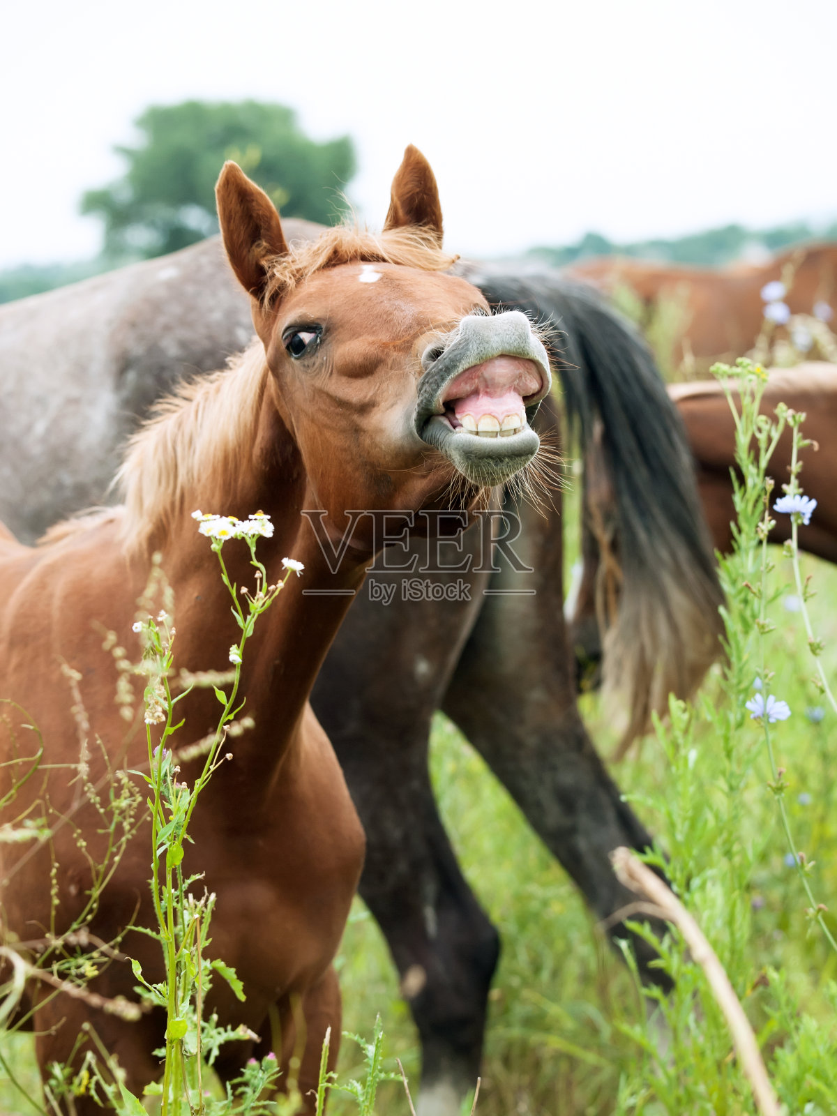 在牧场上抽鼻子的阿拉伯小马驹的肖像照片摄影图片