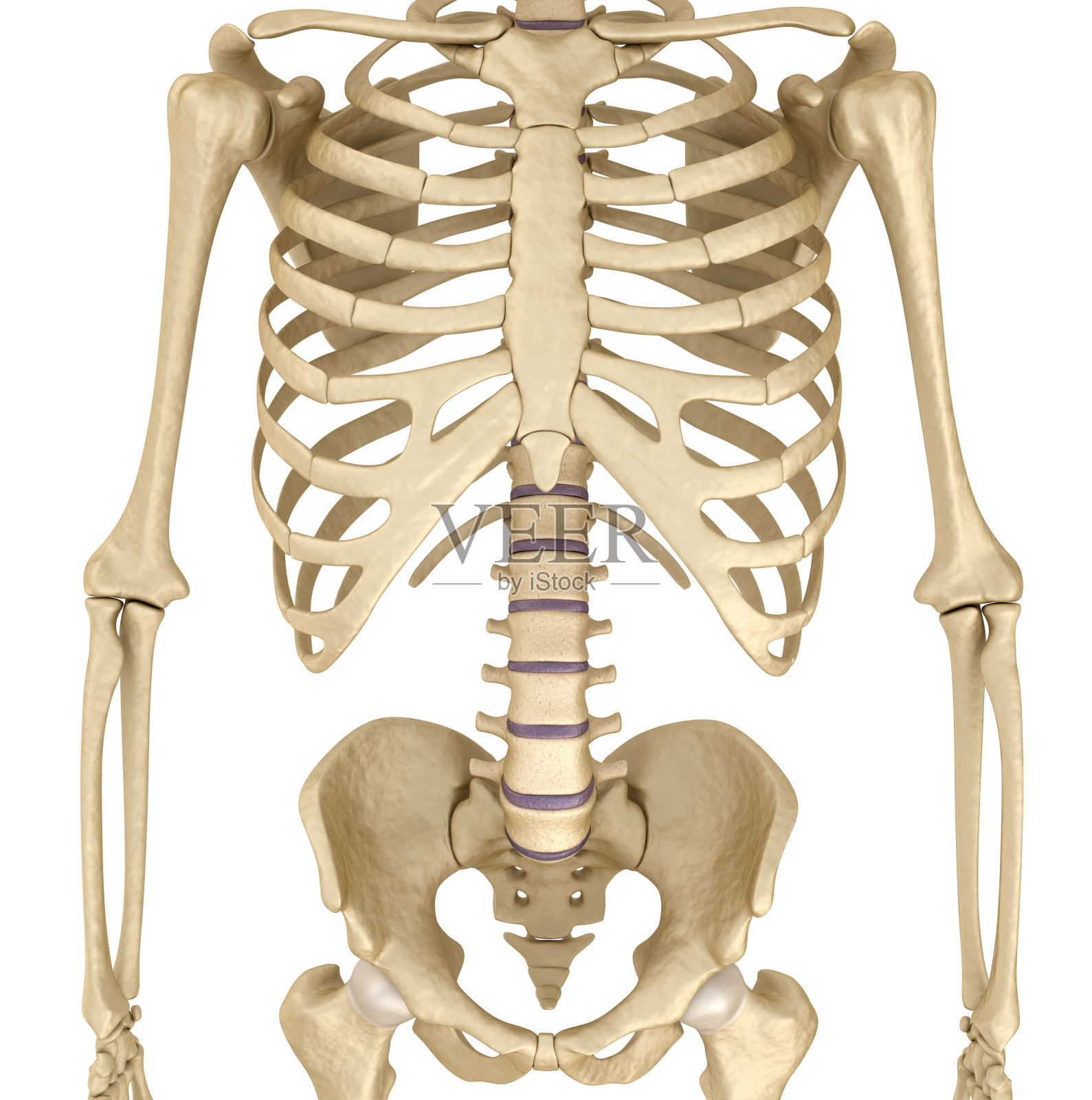 人体骨骼:胸部。前视图。照片摄影图片