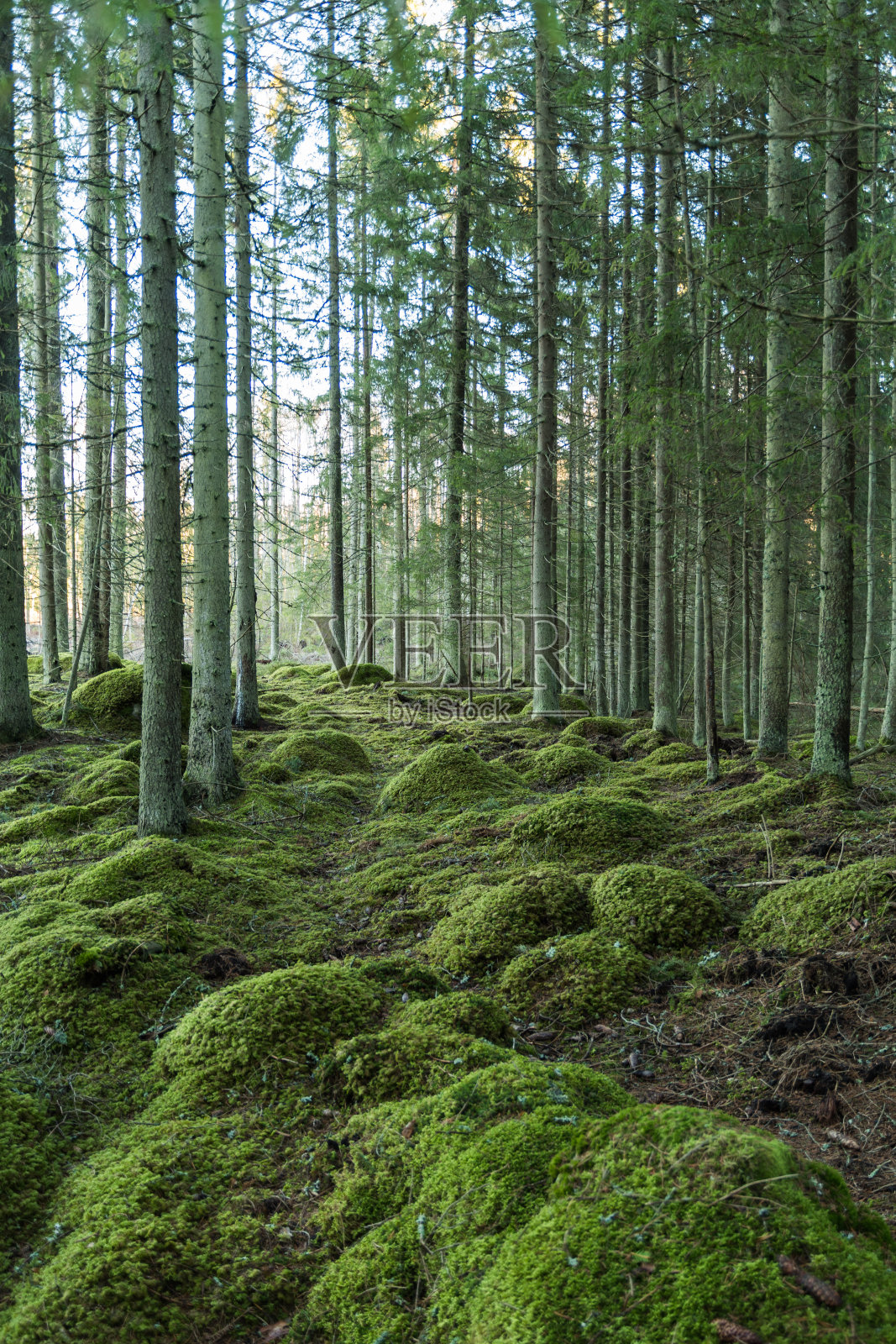 绿色森林环境照片摄影图片