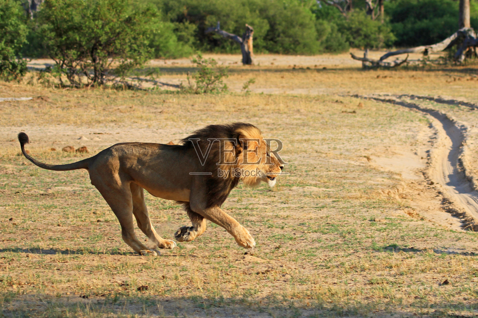 塞西尔是横穿非洲平原的狮子照片摄影图片