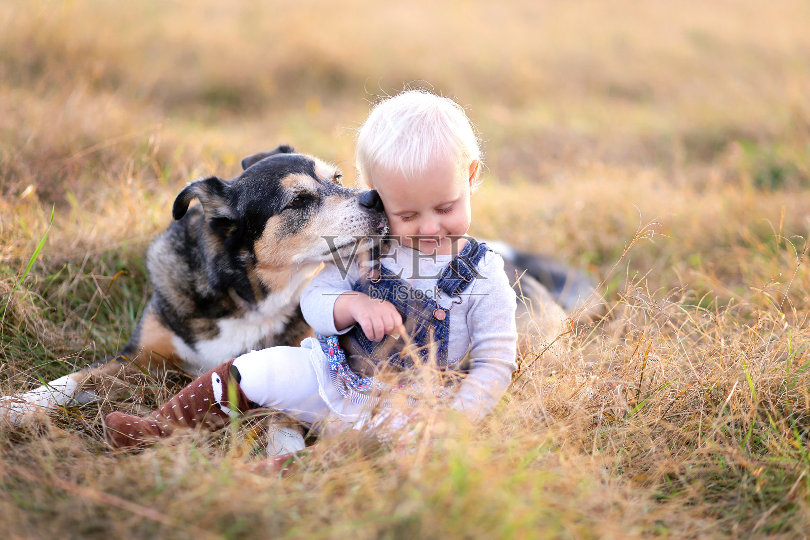 德国牧羊犬Miz犬亲吻女孩的脸颊照片摄影图片