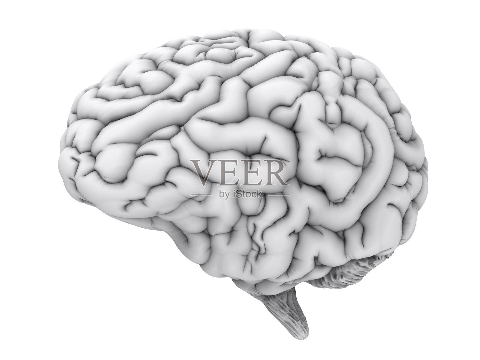 白色的人类大脑照片摄影图片