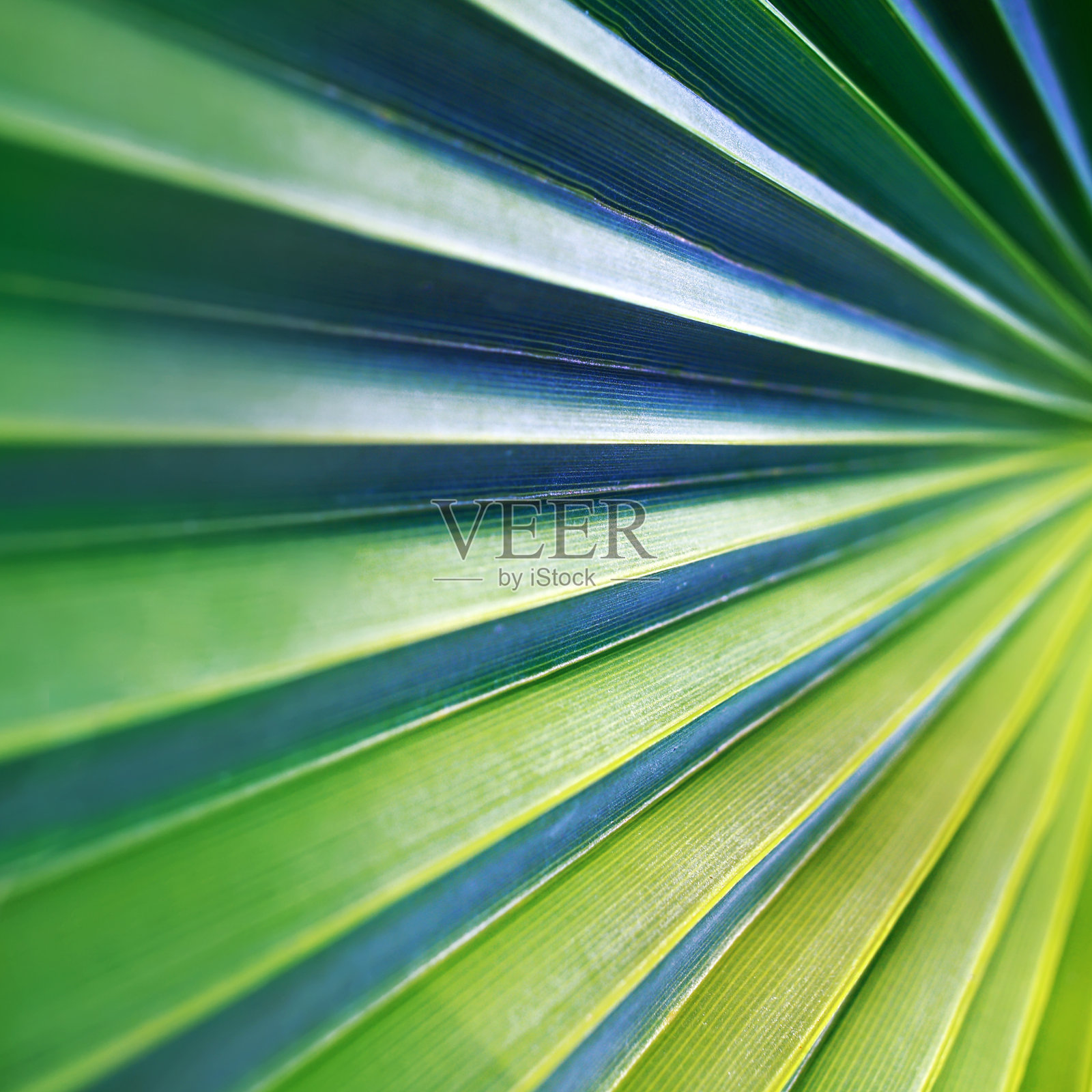绿色的棕榈叶近处照片摄影图片