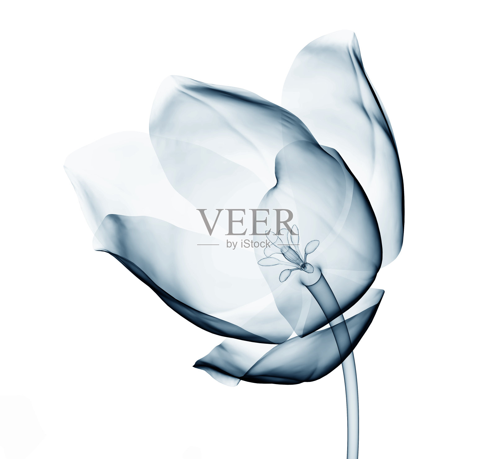 白色郁金香上孤立的一朵花的x光图像照片摄影图片