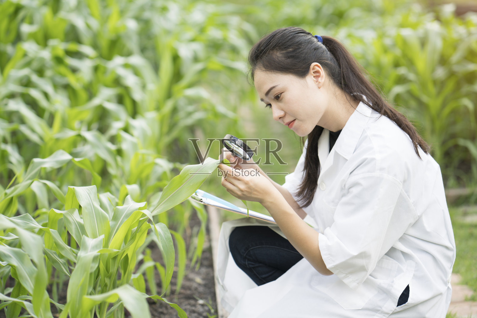 生物技术女工程师检查植物叶片疾病照片摄影图片