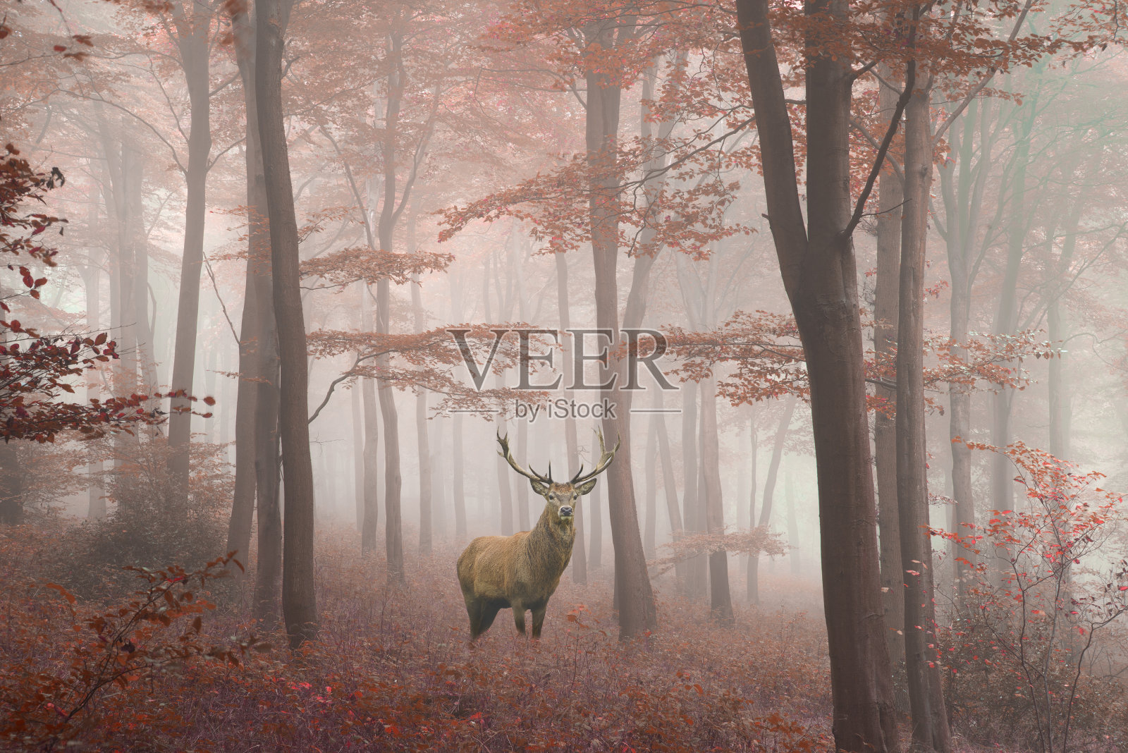 马鹿鹿的形象在雾蒙蒙的秋天彩色森林照片摄影图片