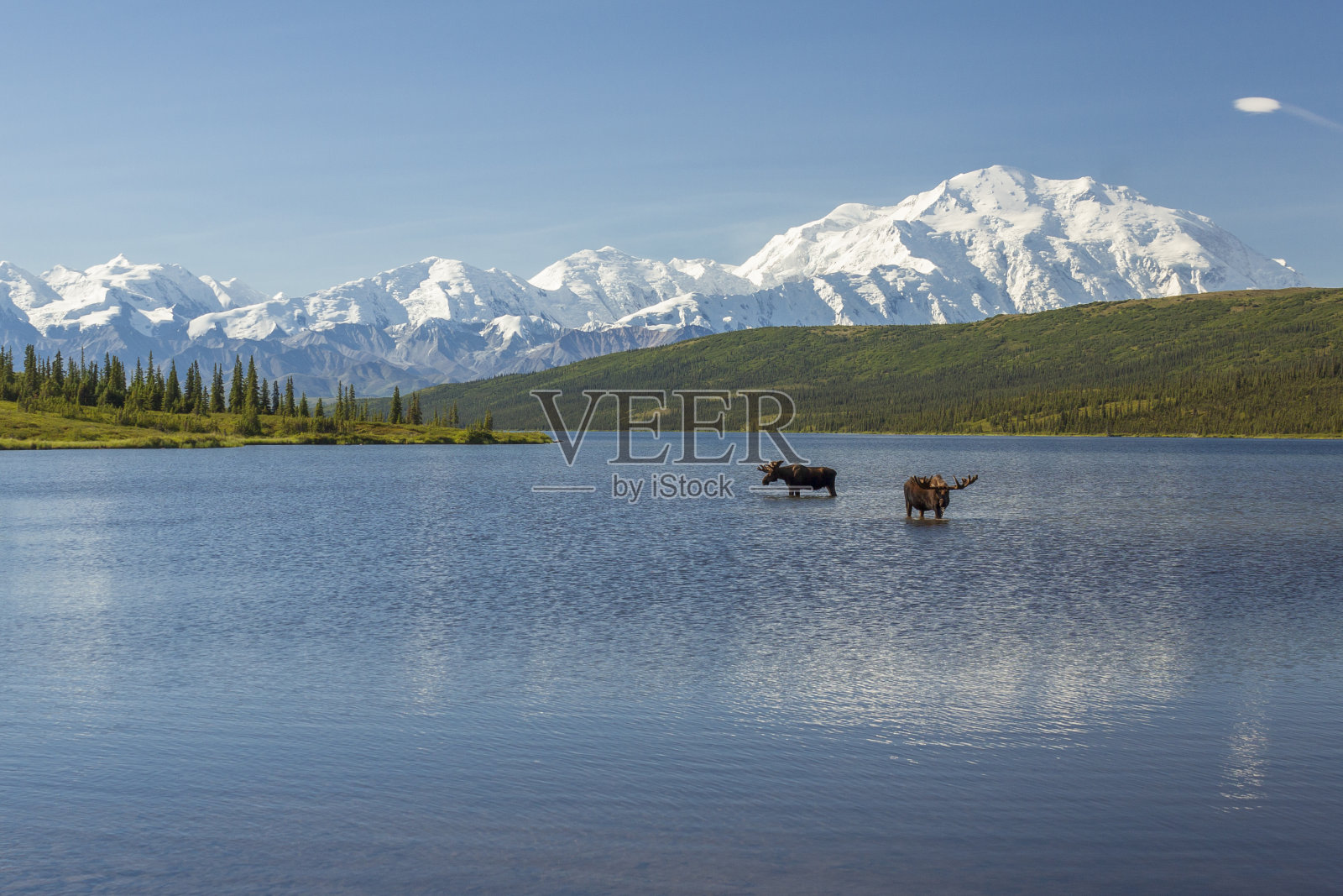 两只公驼鹿在奇迹湖觅食照片摄影图片