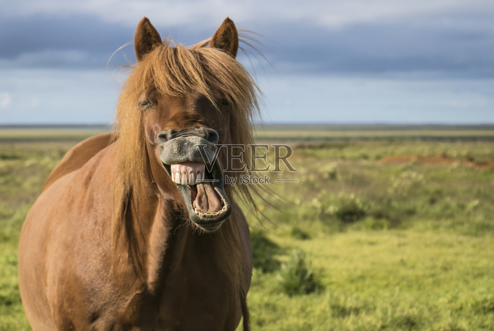 笑着的马照片摄影图片
