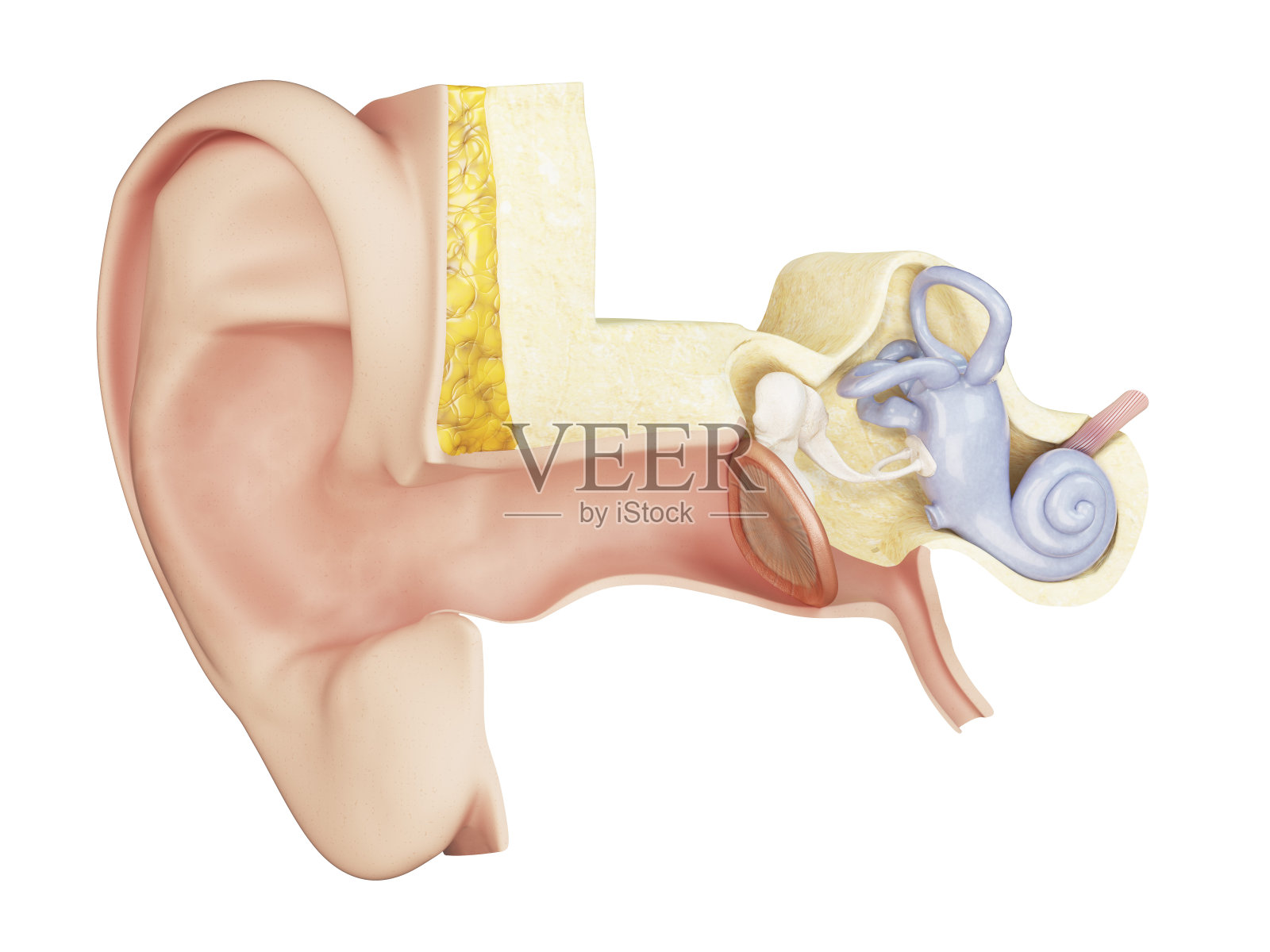 内耳的解剖内耳的解剖照片摄影图片