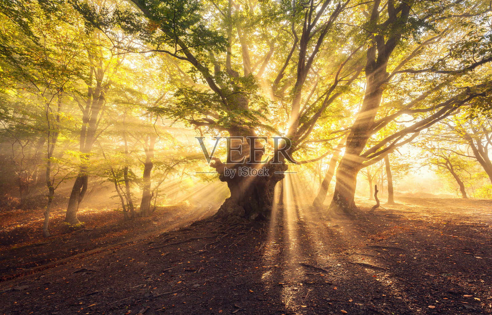 神奇的老树与阳光在日出雾蒙蒙的森林照片摄影图片