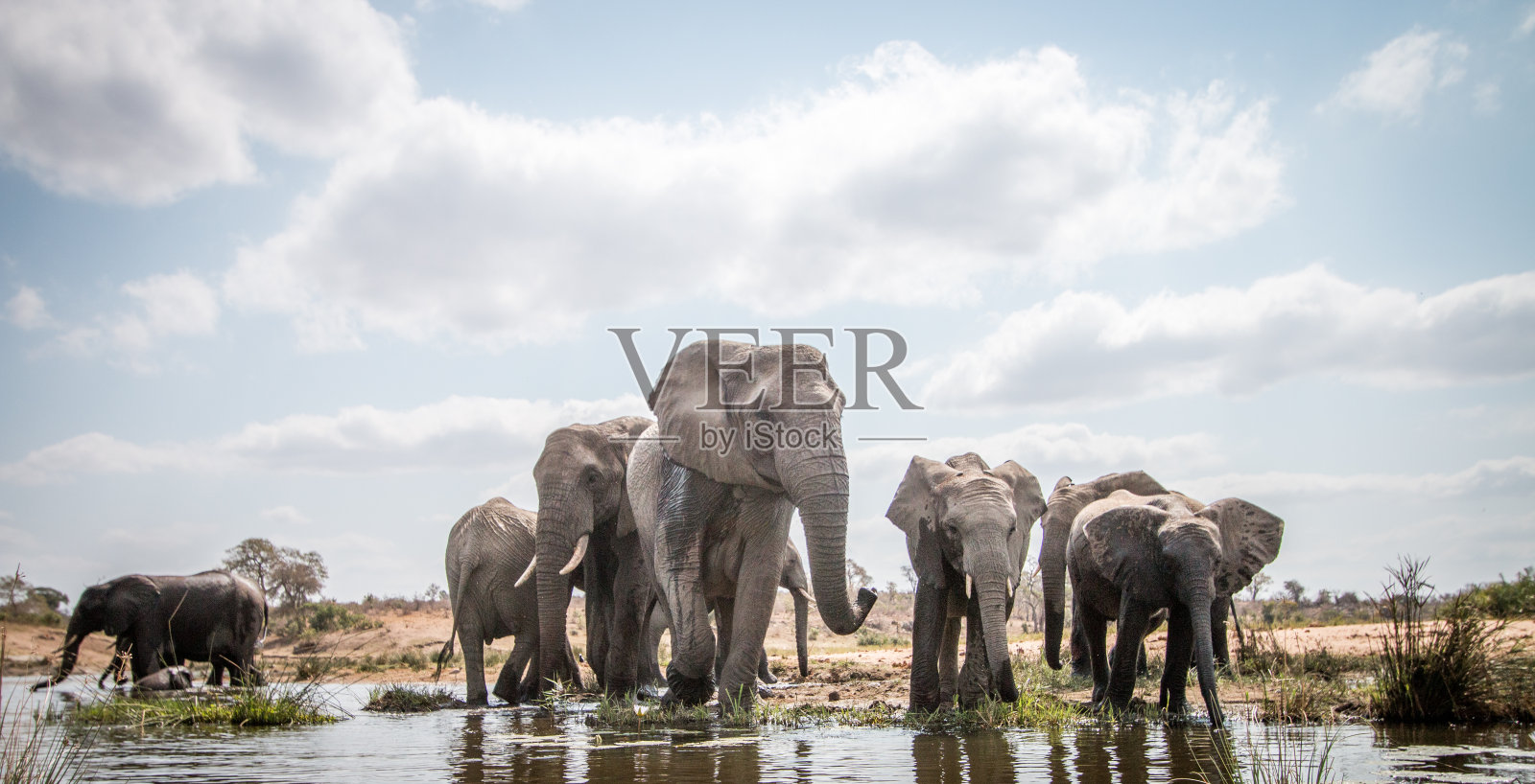 一群大象在饮水。照片摄影图片