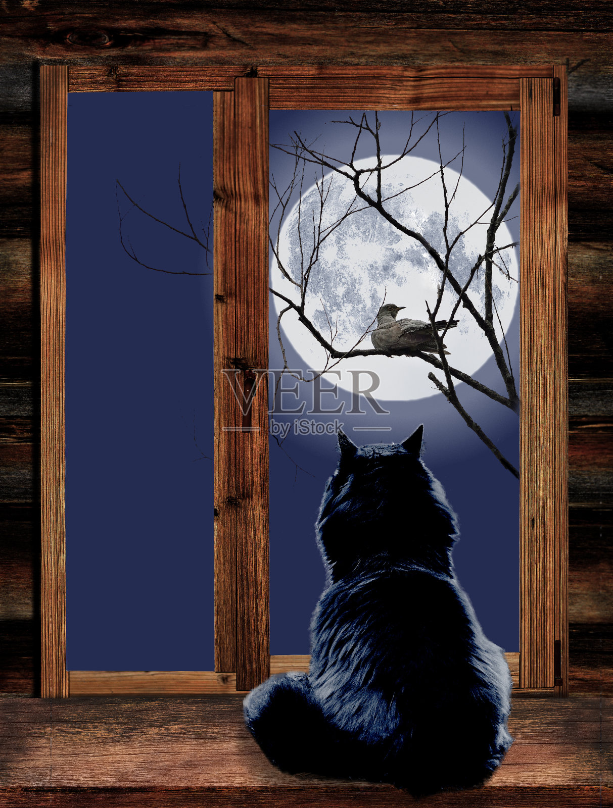 月光下窗外的猫和树枝上的鸟照片摄影图片