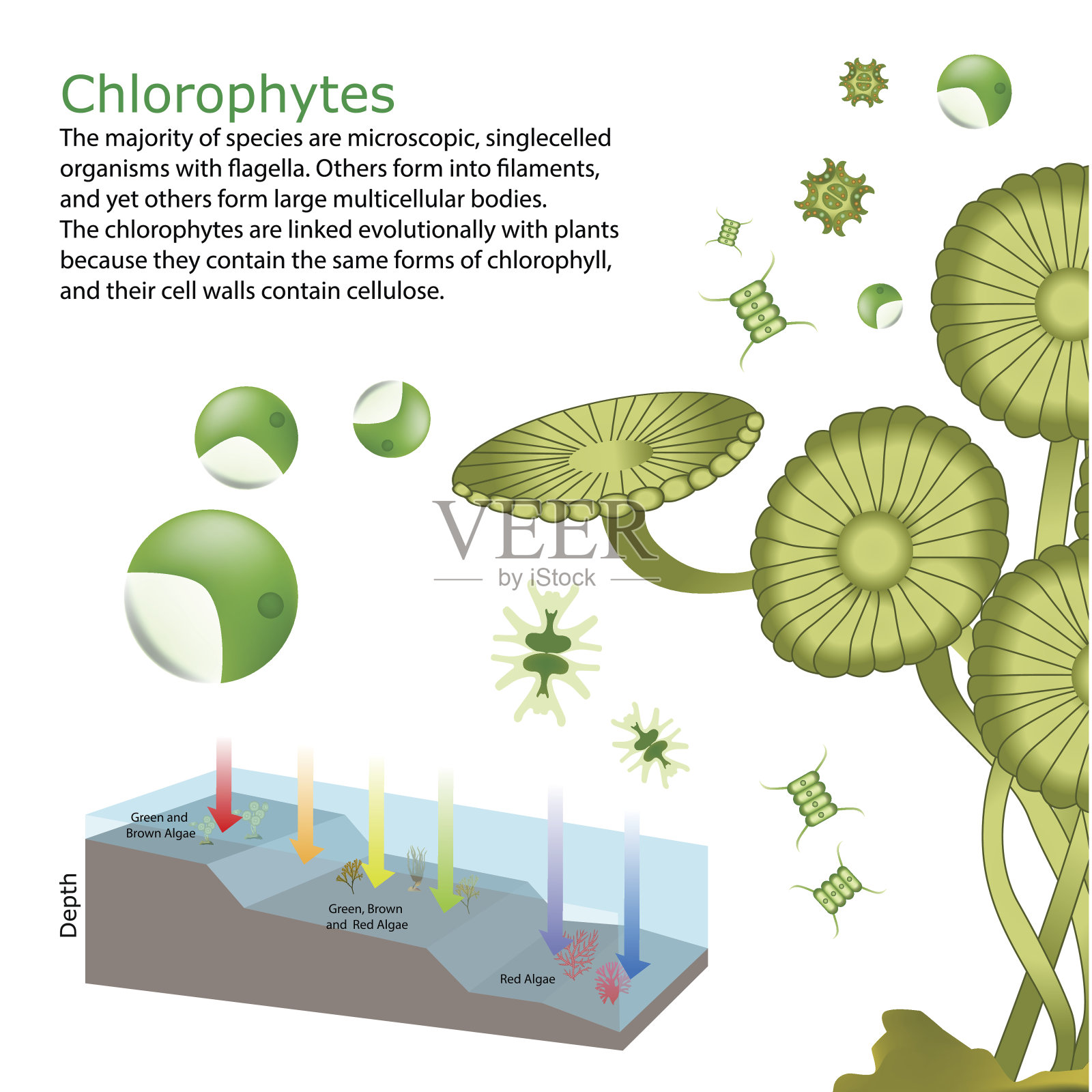 海藻元素插画图片素材