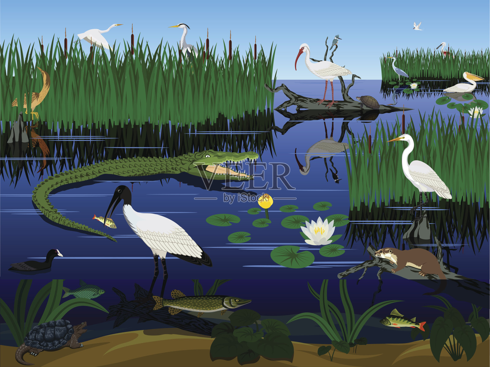 载体湿地潘塔纳尔佛罗里达大沼泽地景观与动物插画图片素材