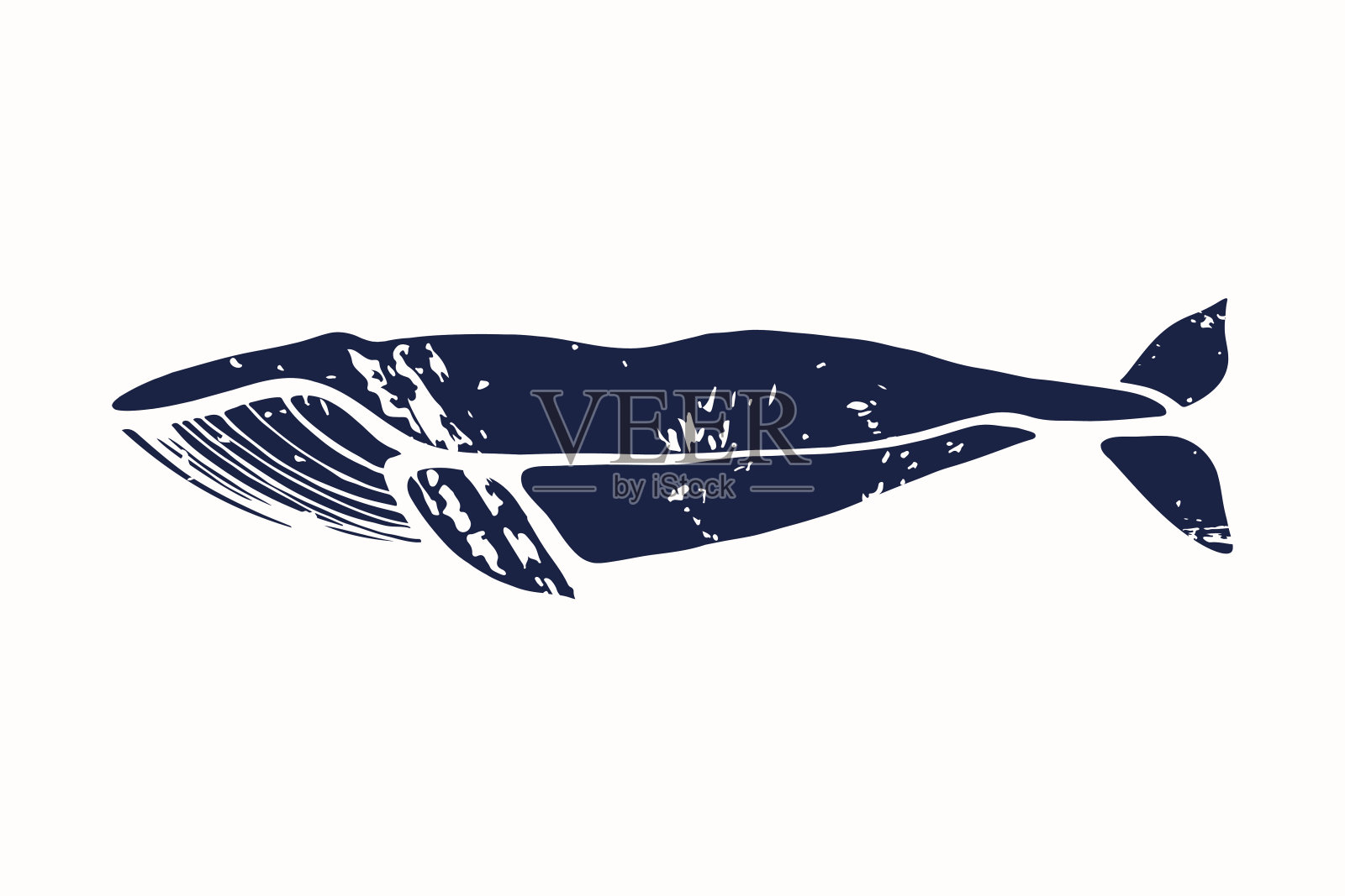 蓝鲸。巴拉诺普特拉肌肉。设计元素图片