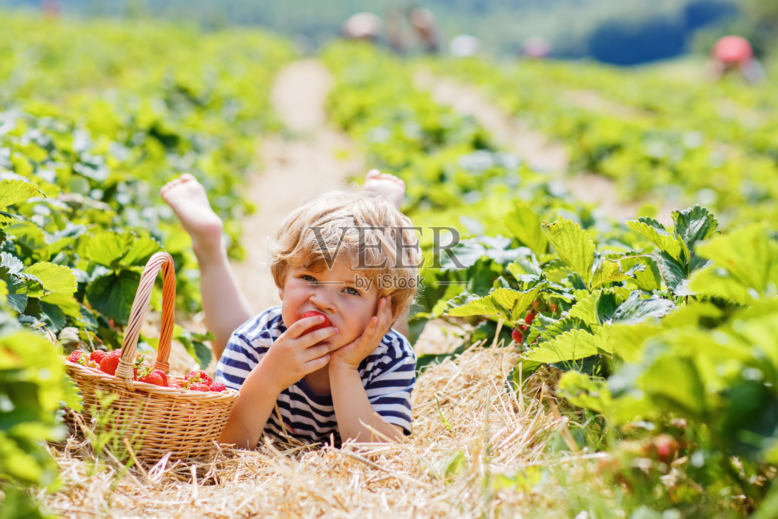 一个小男孩在农场外面摘草莓。照片摄影图片