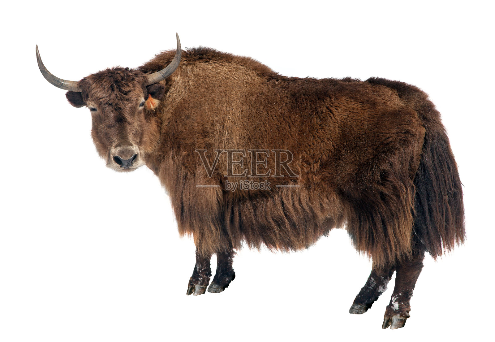 在白色背景上分离的棕色牦牛(牛)照片摄影图片