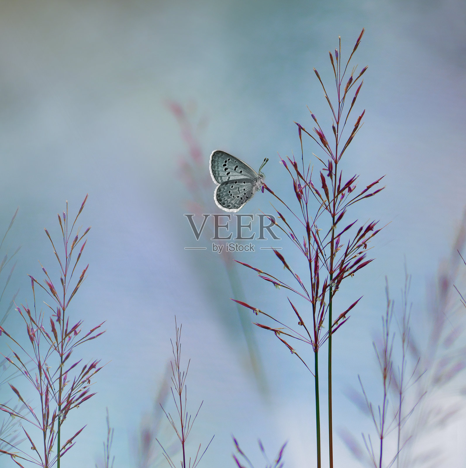 蝴蝶坐在草地上的野花上，有着光滑的背景照片摄影图片