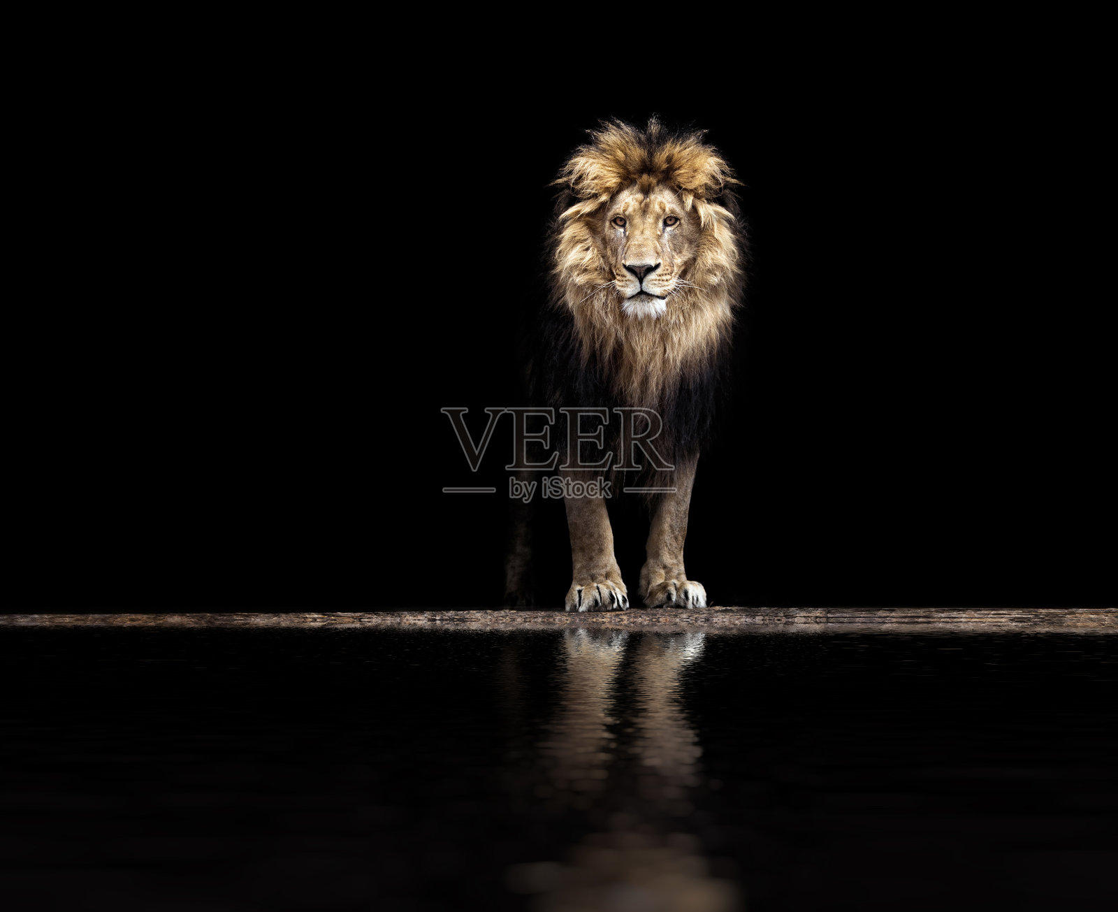 一个美丽的狮子肖像，狮子在水坑照片摄影图片