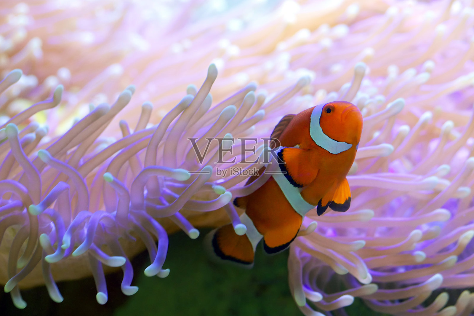 藏在海葵中的热带小丑鱼照片摄影图片