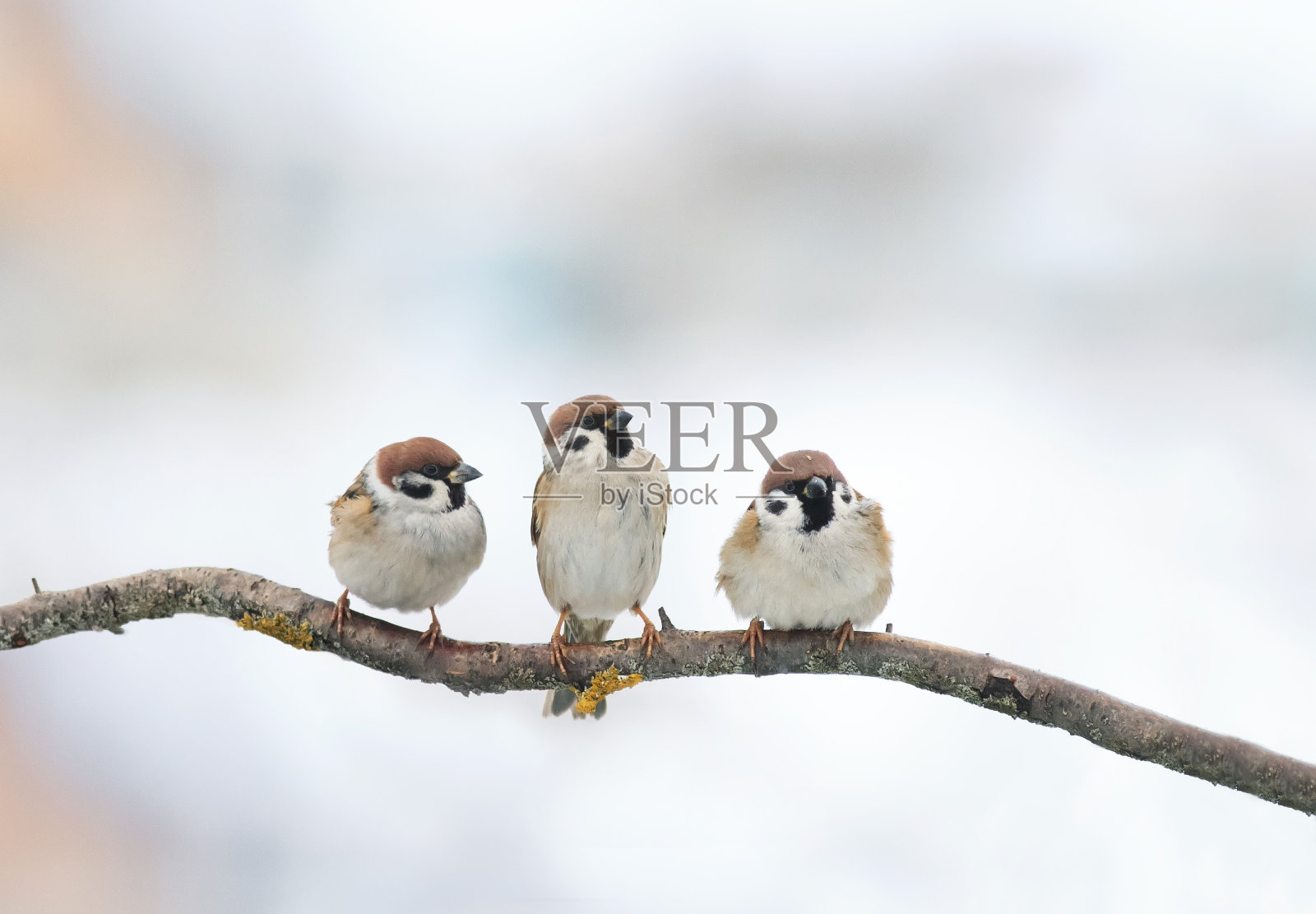 三只有趣的小鸟麻雀冬天坐在树枝上照片摄影图片