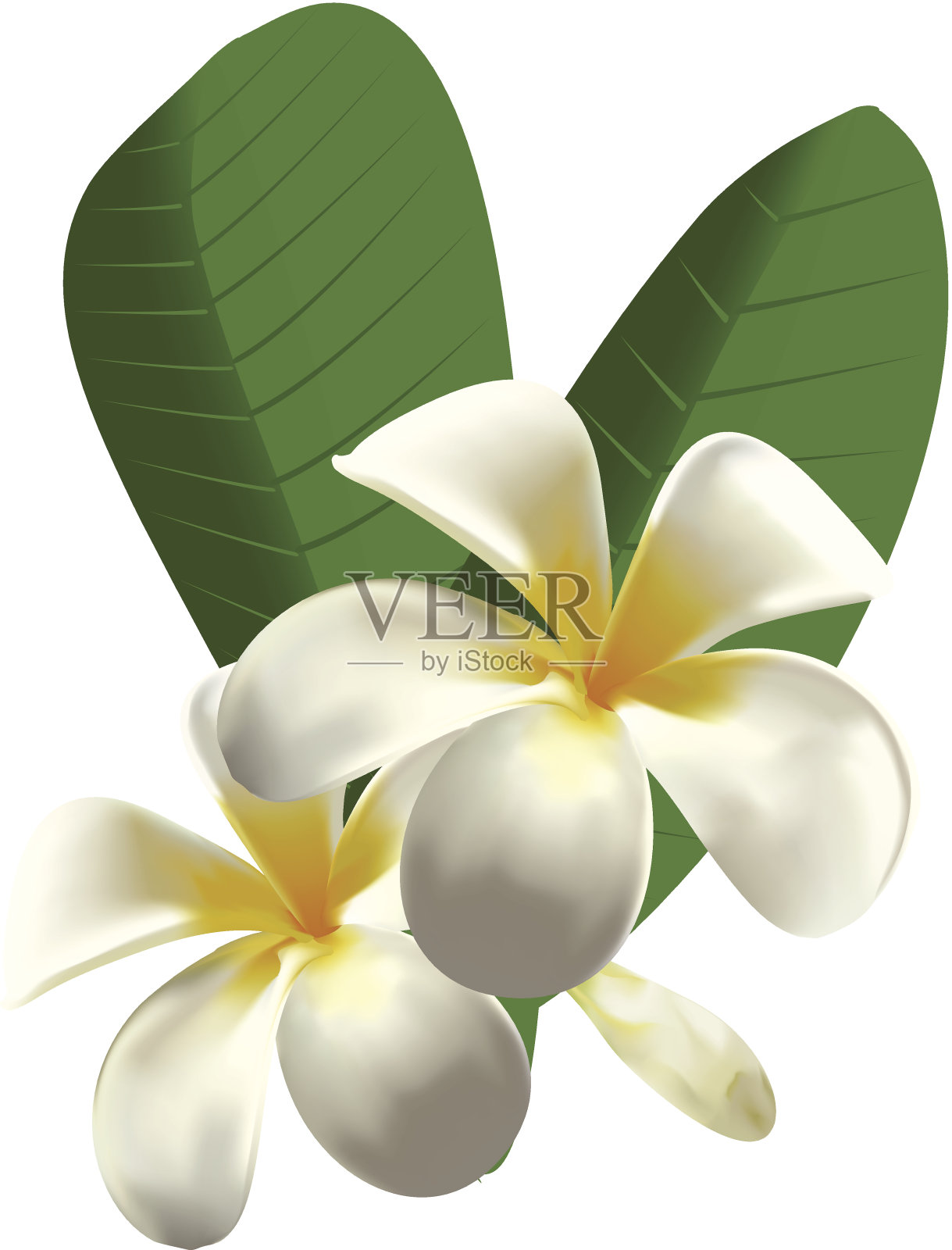 白色和黄色的鸡蛋花，叶子在白色的背景设计元素图片