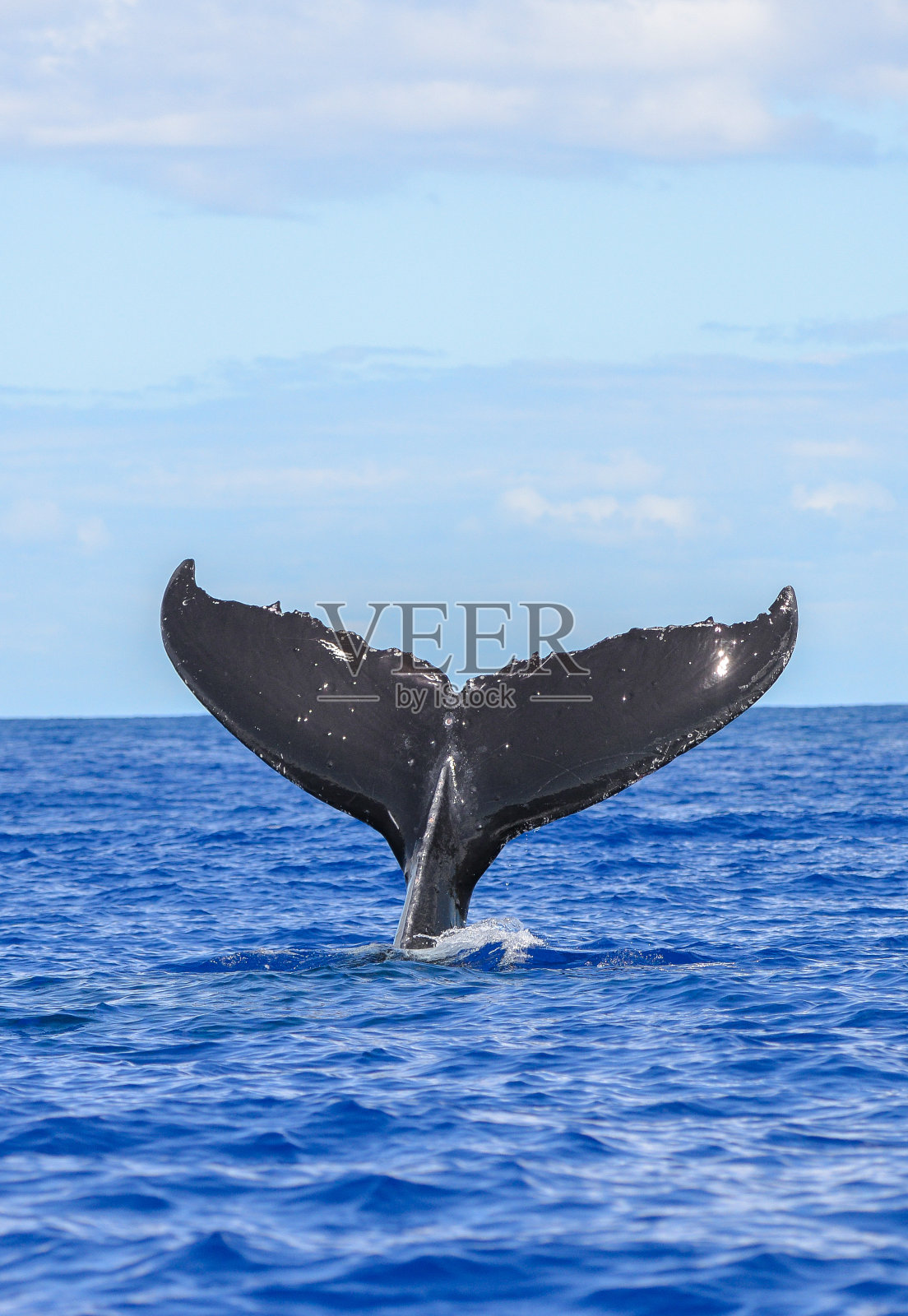 座头鲸潜水照片摄影图片