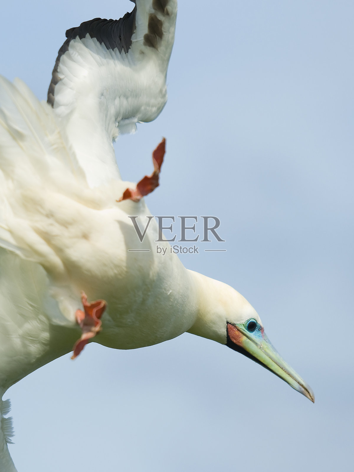 红脚鲣鸟照片摄影图片