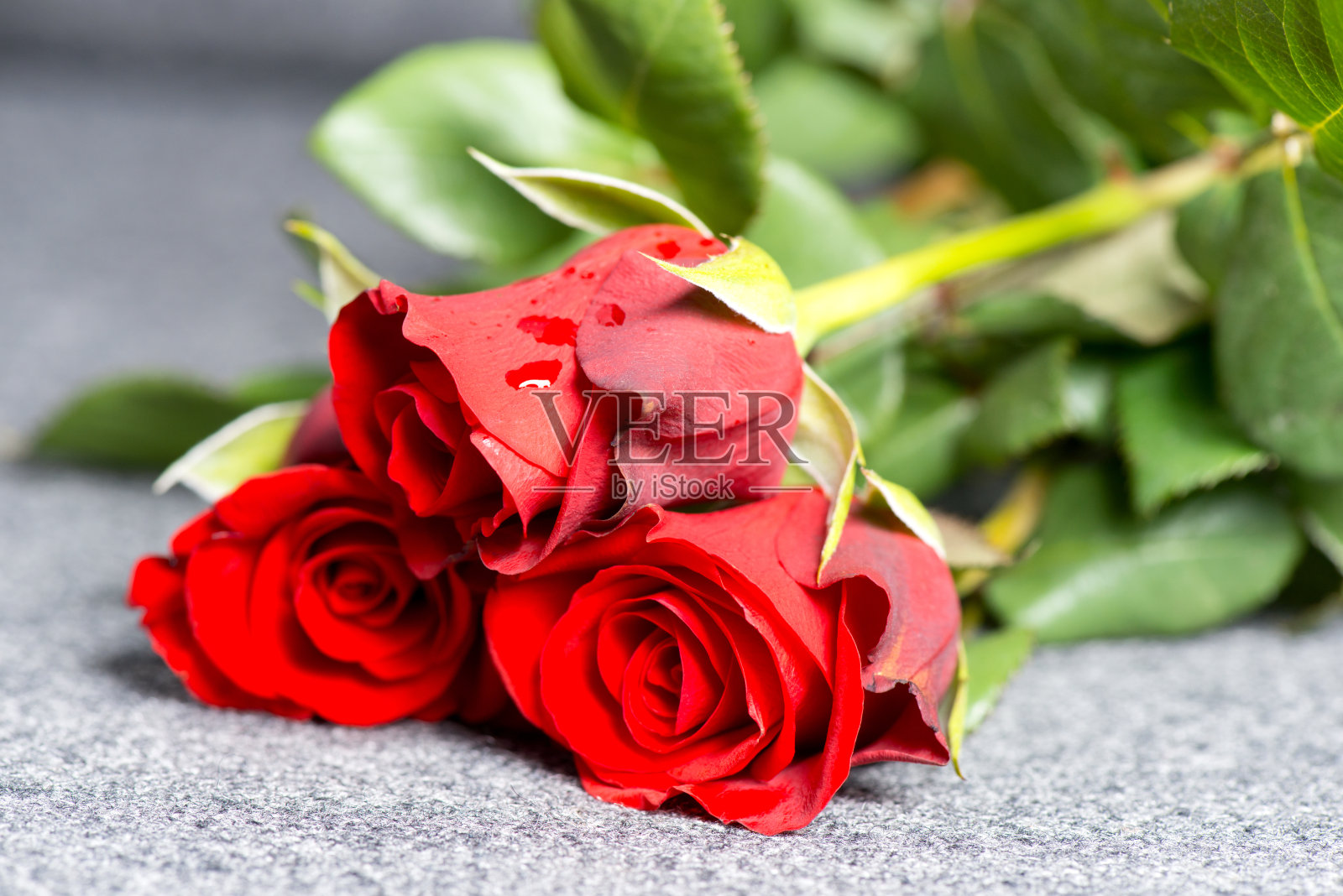 玫瑰在坟墓照片摄影图片