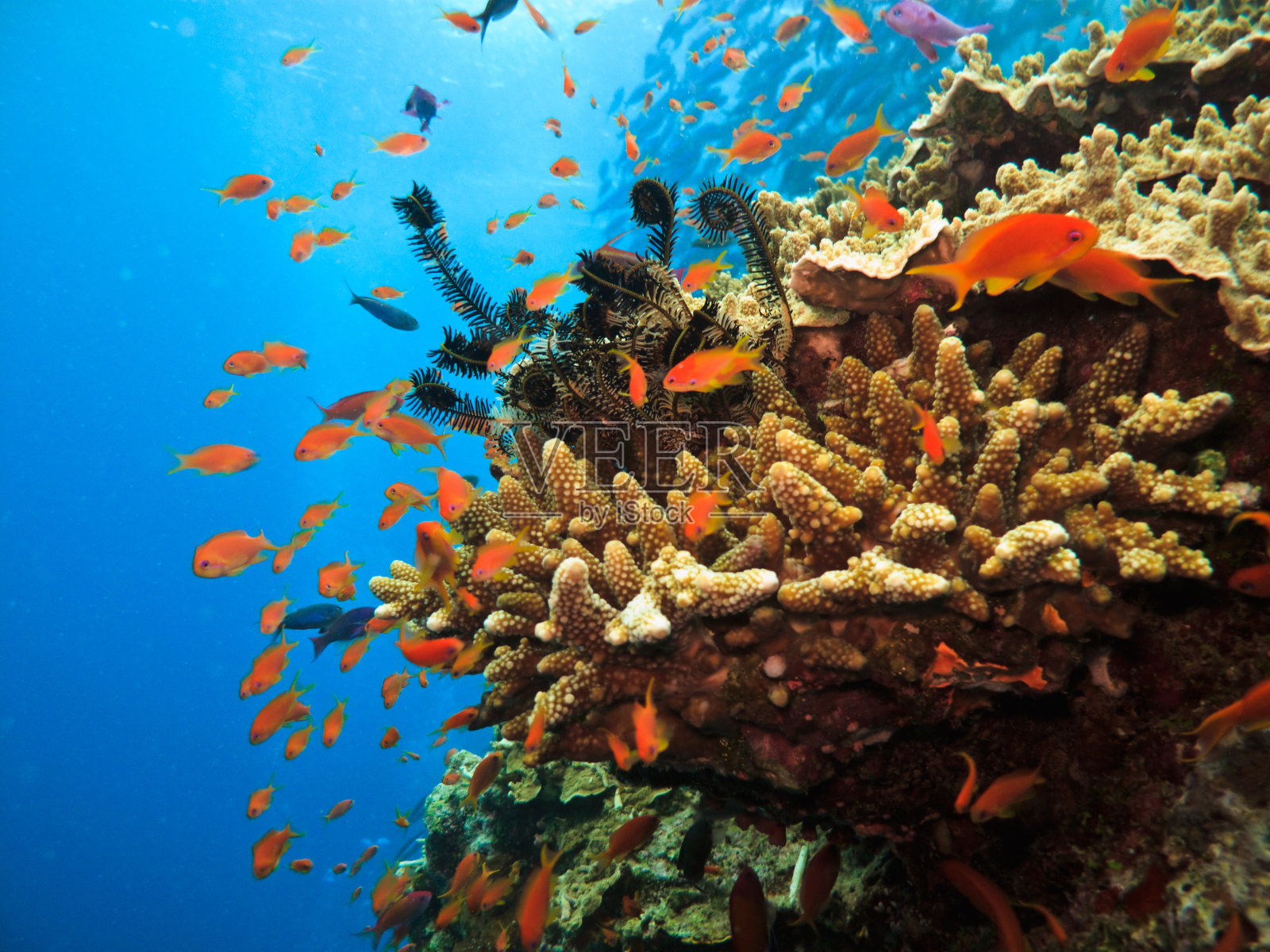 澳大利亚大堡礁上的珊瑚群和士兵鱼照片摄影图片