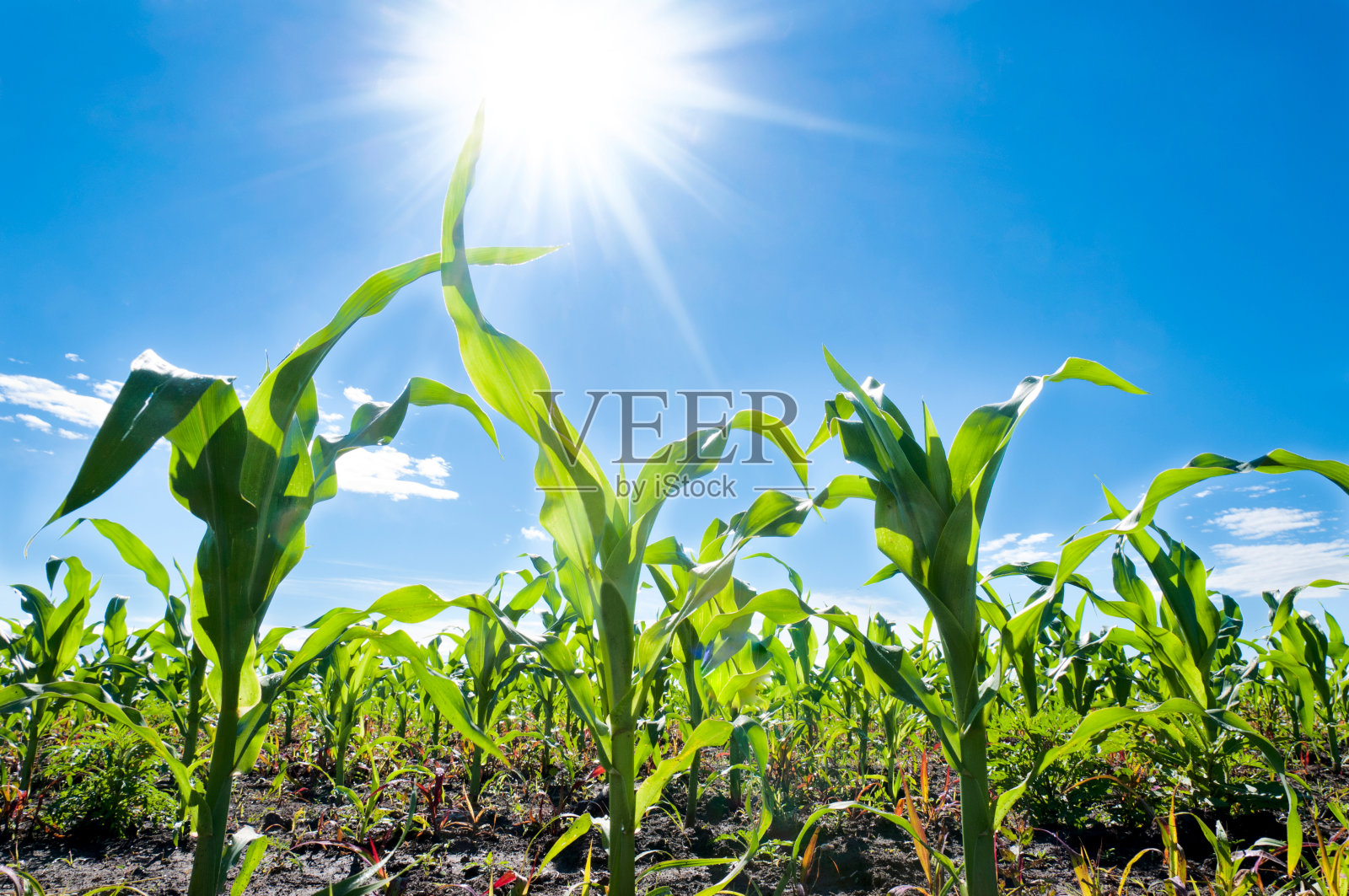 玉米和太阳照片摄影图片