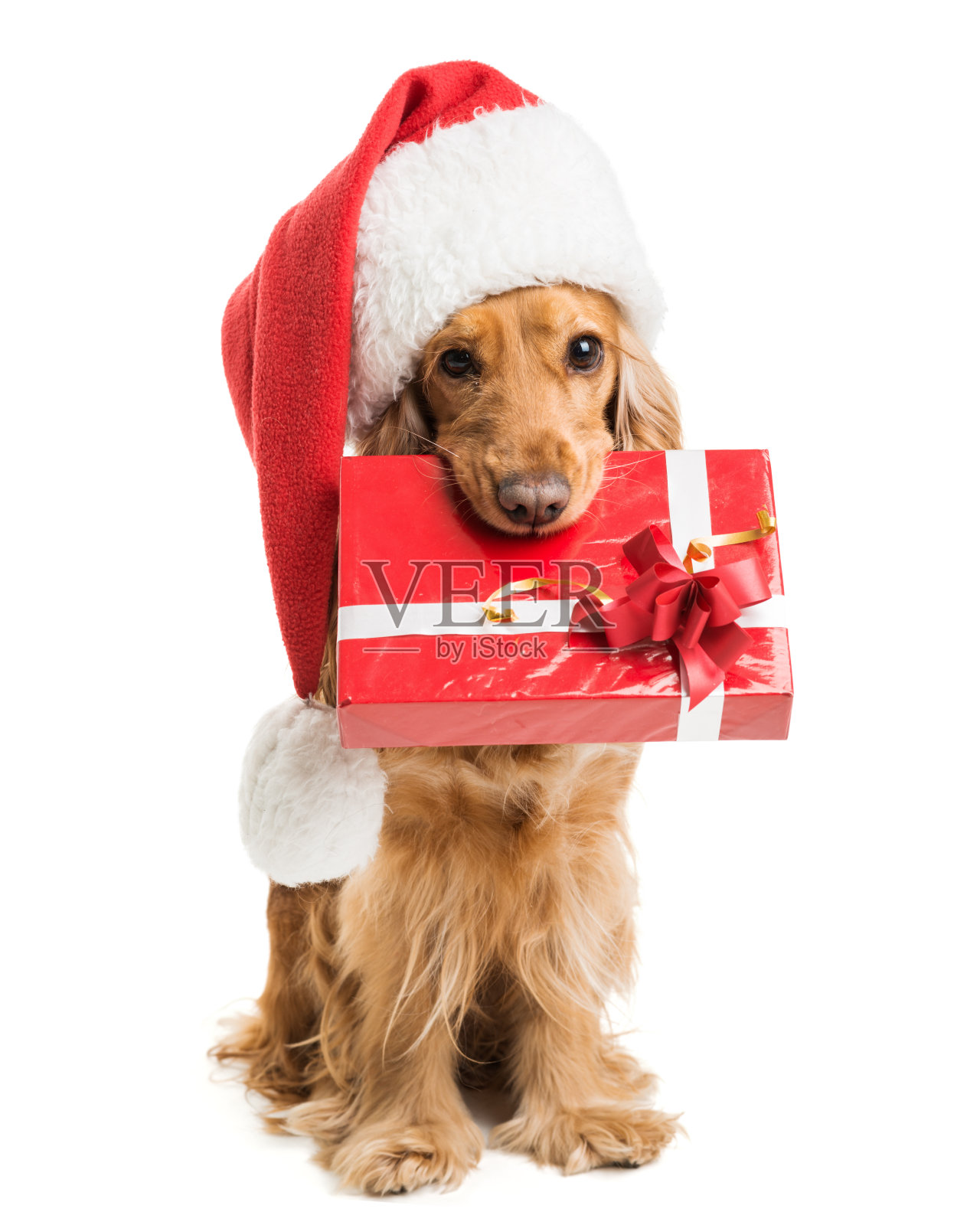 戴着圣诞帽的狗，嘴巴里有礼物照片摄影图片
