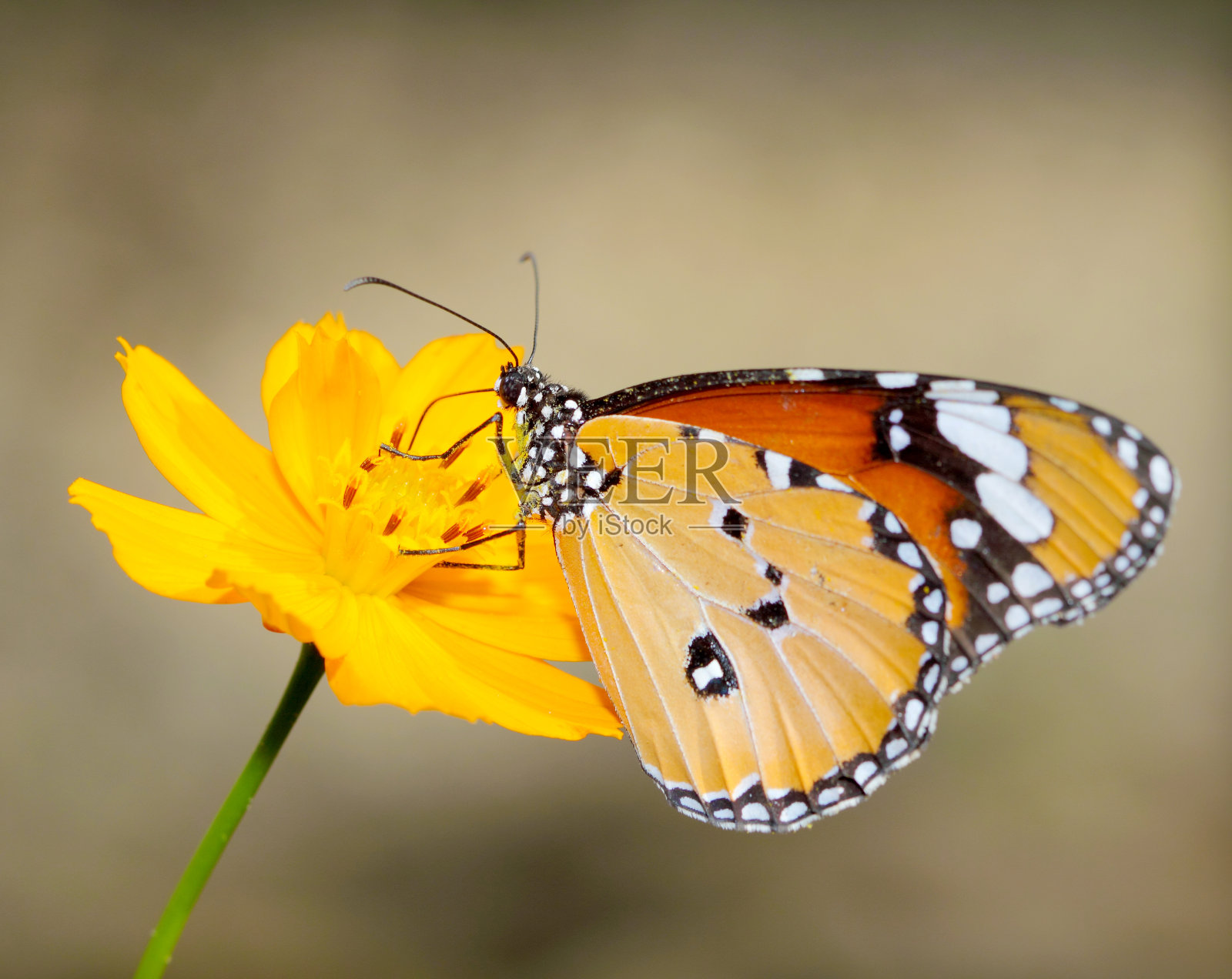 在一朵花上寻找花蜜的帝王蝶照片摄影图片