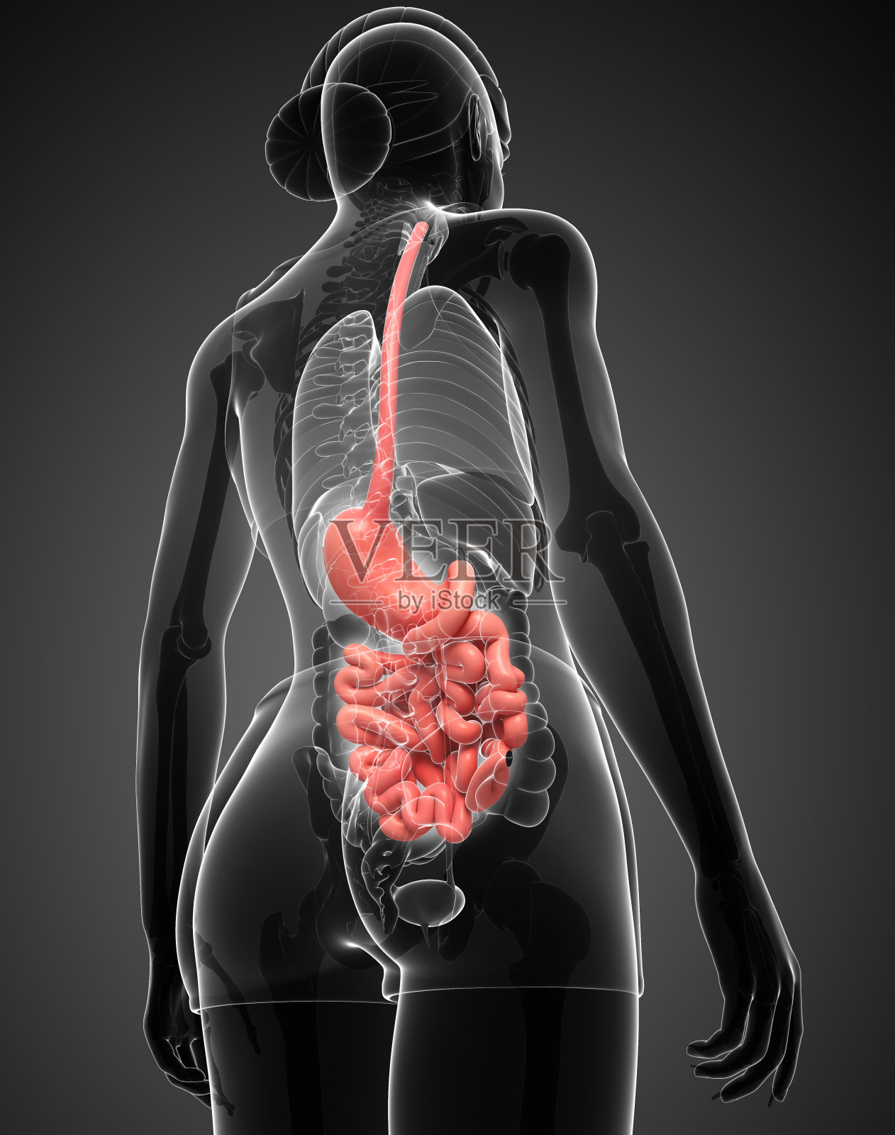 女性大肠解剖照片摄影图片